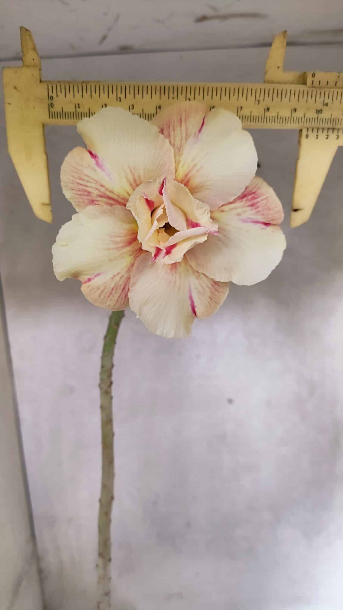 Planta Dobrada 3712 – 35cm – 03 anos - foto 3