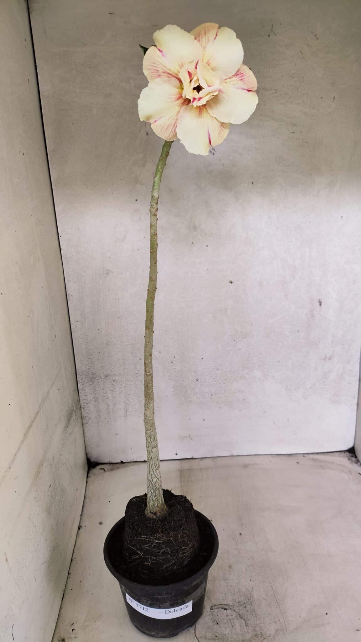 Planta Dobrada 3712 – 35cm – 03 anos - foto 7