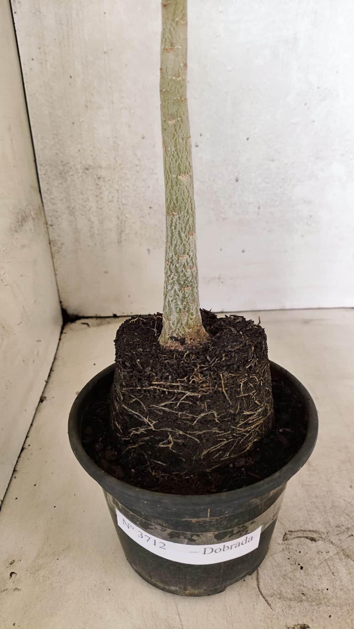 Planta Dobrada 3712 – 35cm – 03 anos - foto 6