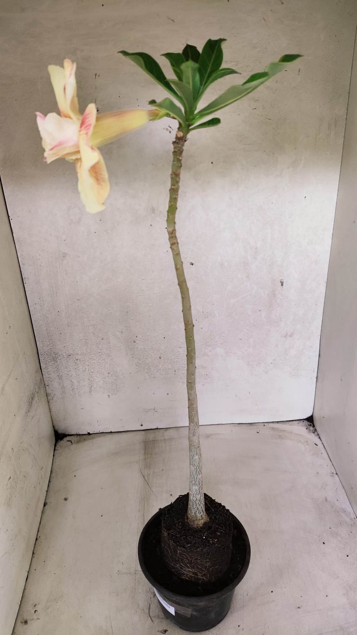 Planta Dobrada 3712 – 35cm – 03 anos - foto 5