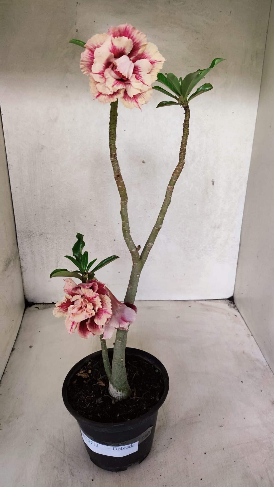 Planta Dobrada 3713 – 35cm – 03 anos - foto 2