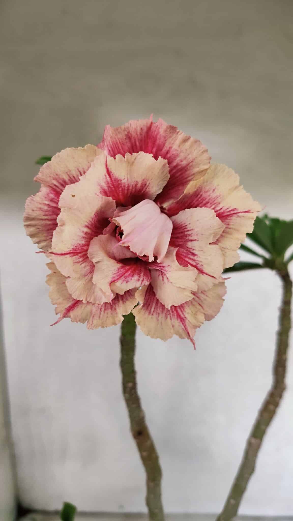 Planta Dobrada 3713 – 35cm – 03 anos - foto 3