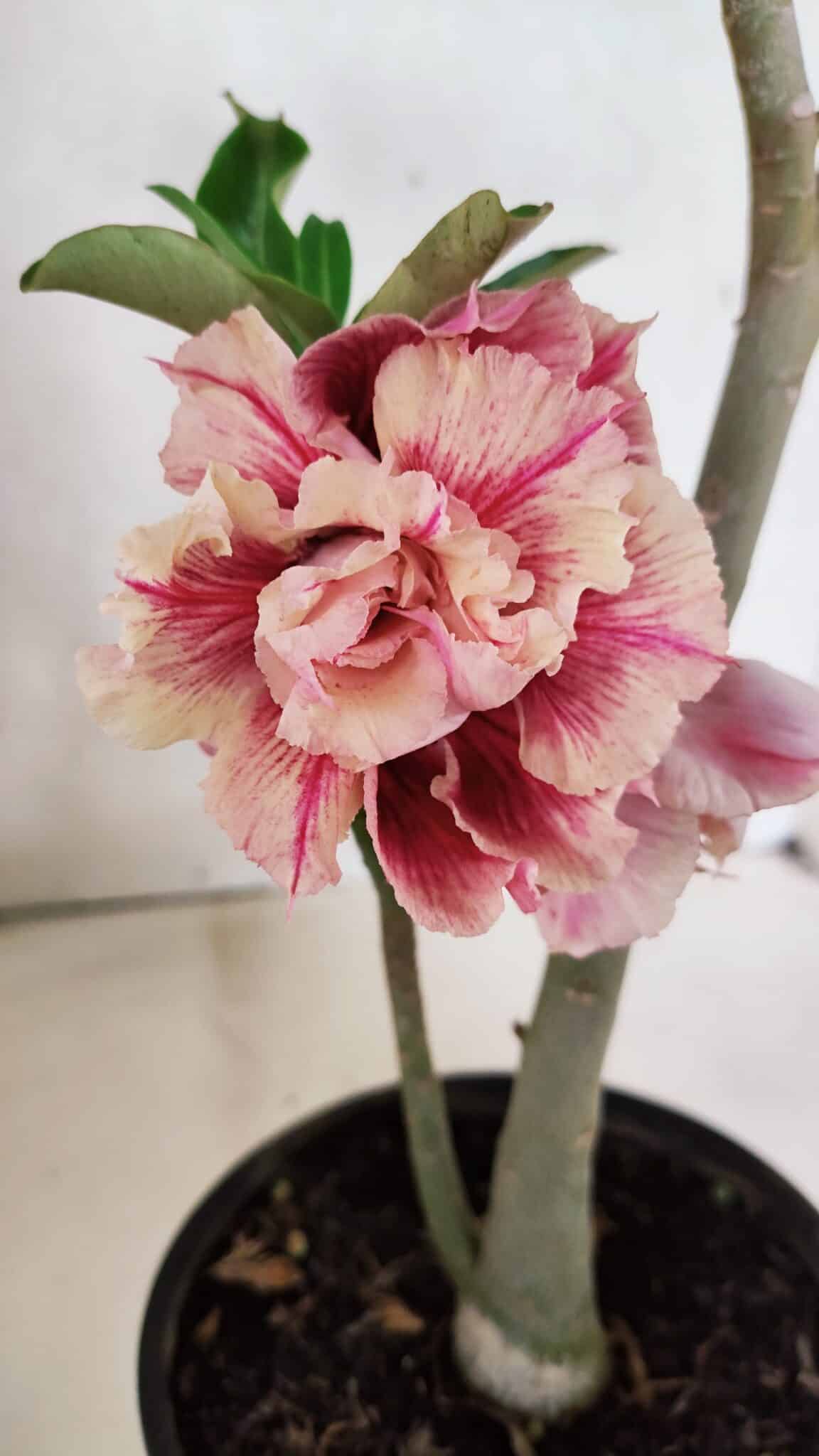 Planta Dobrada 3713 – 35cm – 03 anos - foto 4