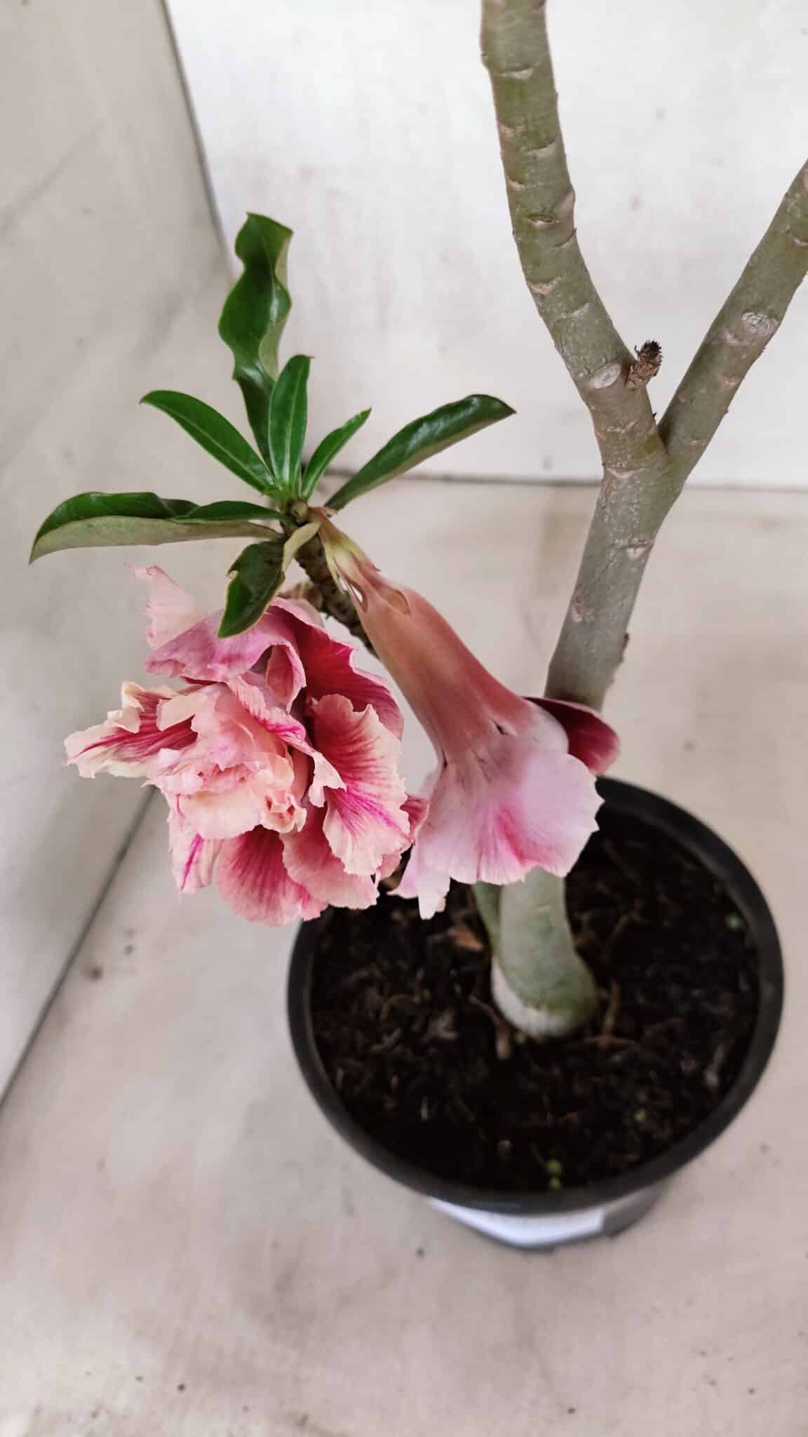 Planta Dobrada 3713 – 35cm – 03 anos - foto 7