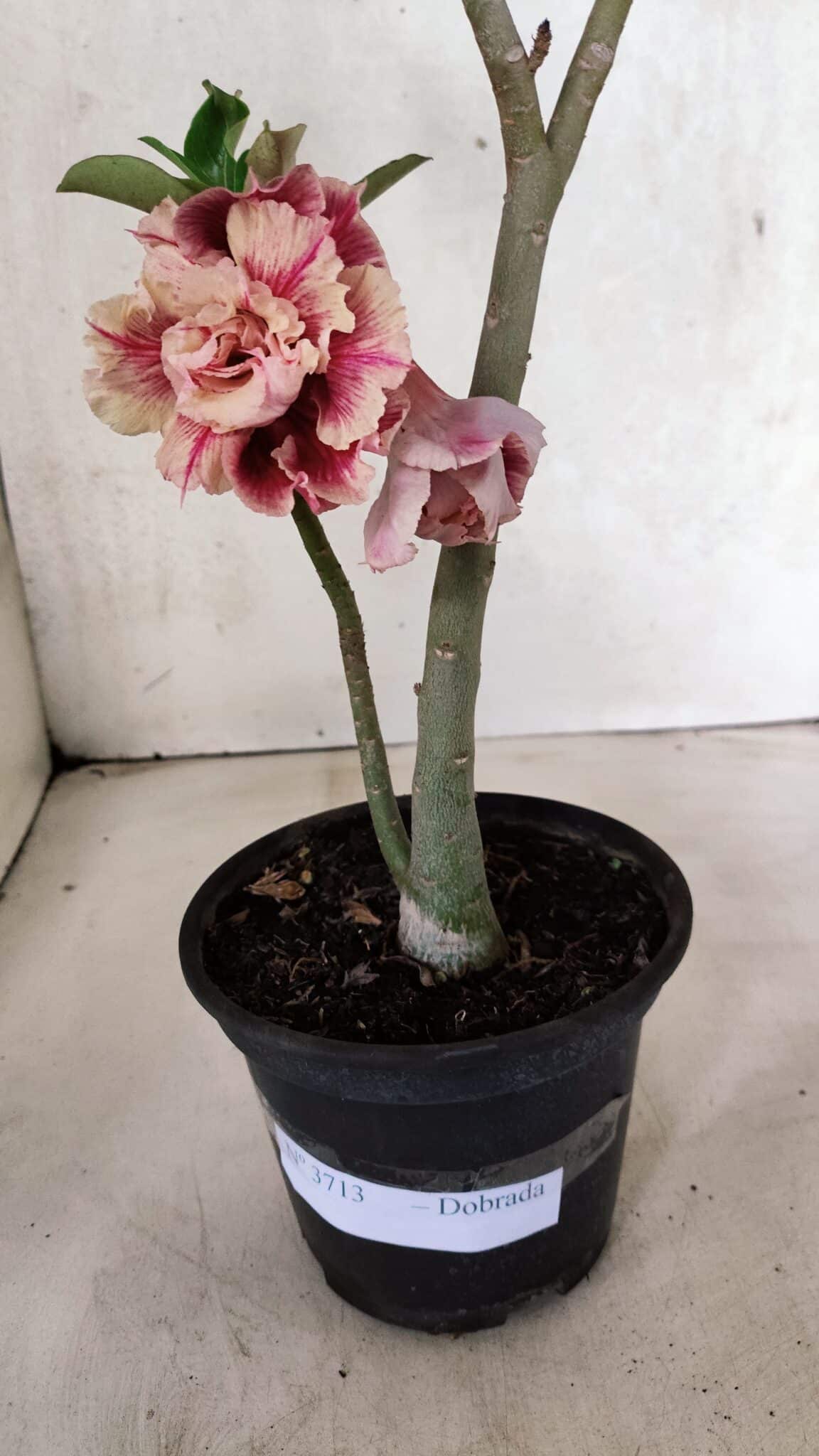 Planta Dobrada 3713 – 35cm – 03 anos - foto 5