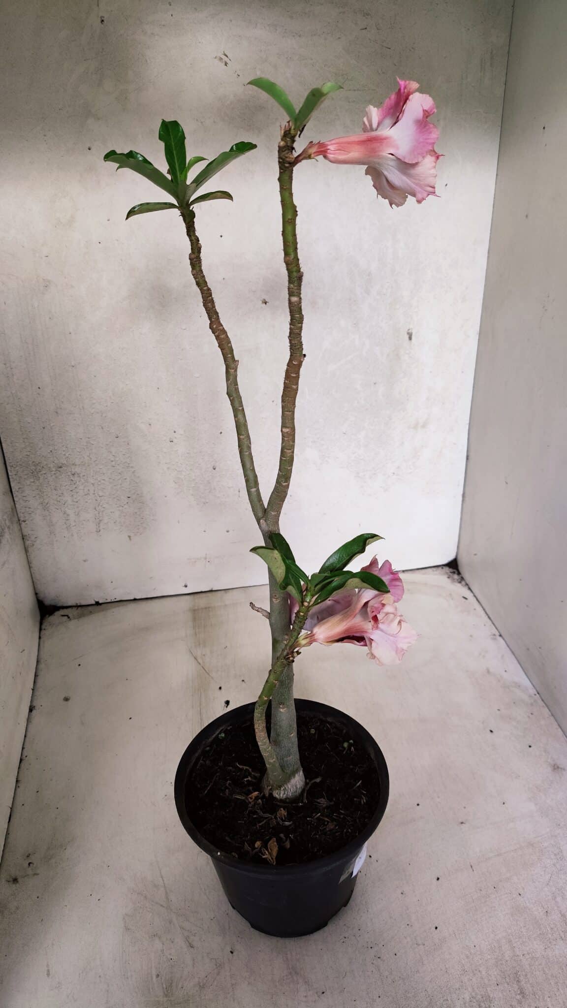 Planta Dobrada 3713 – 35cm – 03 anos - foto 8