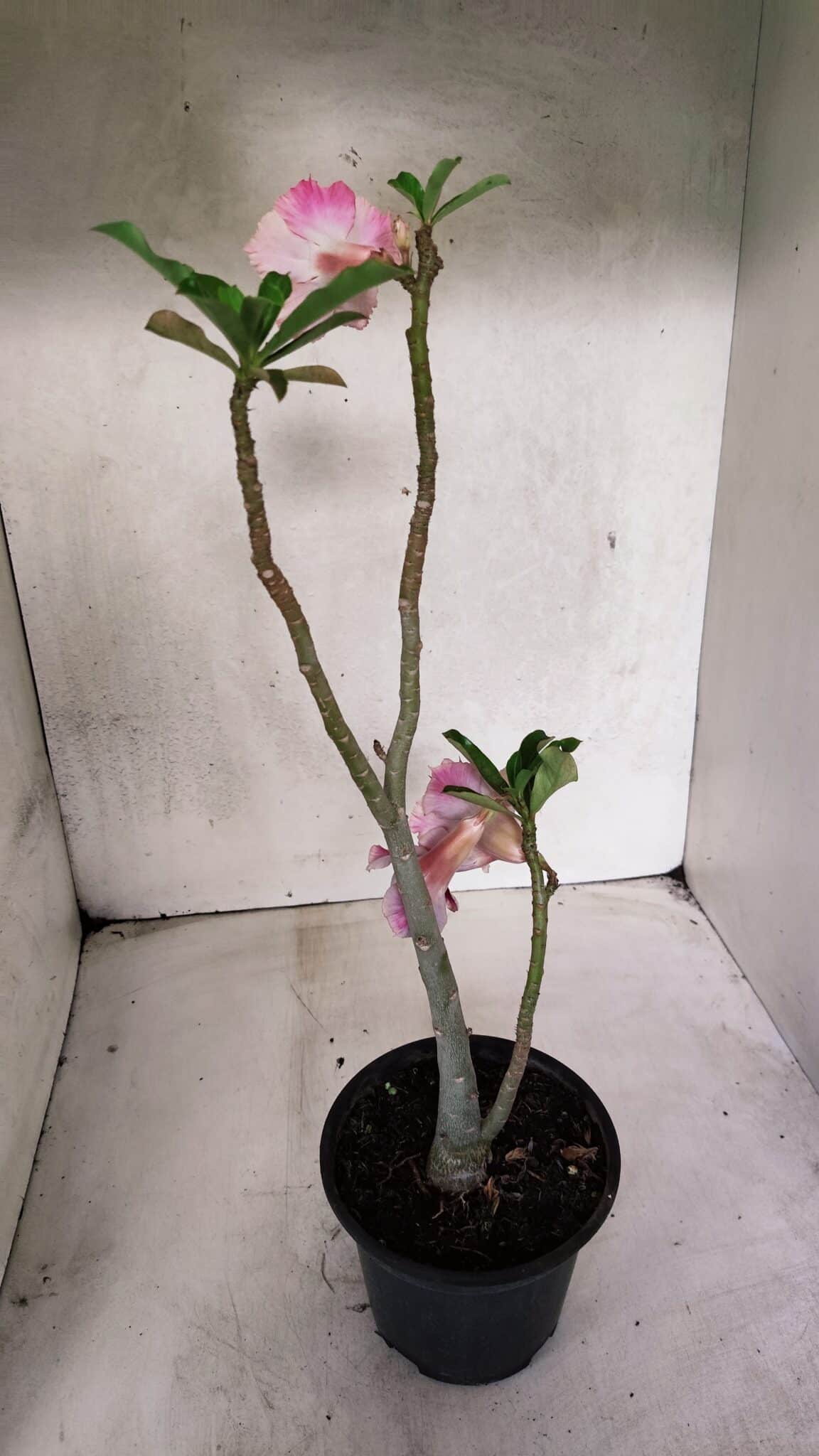 Planta Dobrada 3713 – 35cm – 03 anos - foto 6