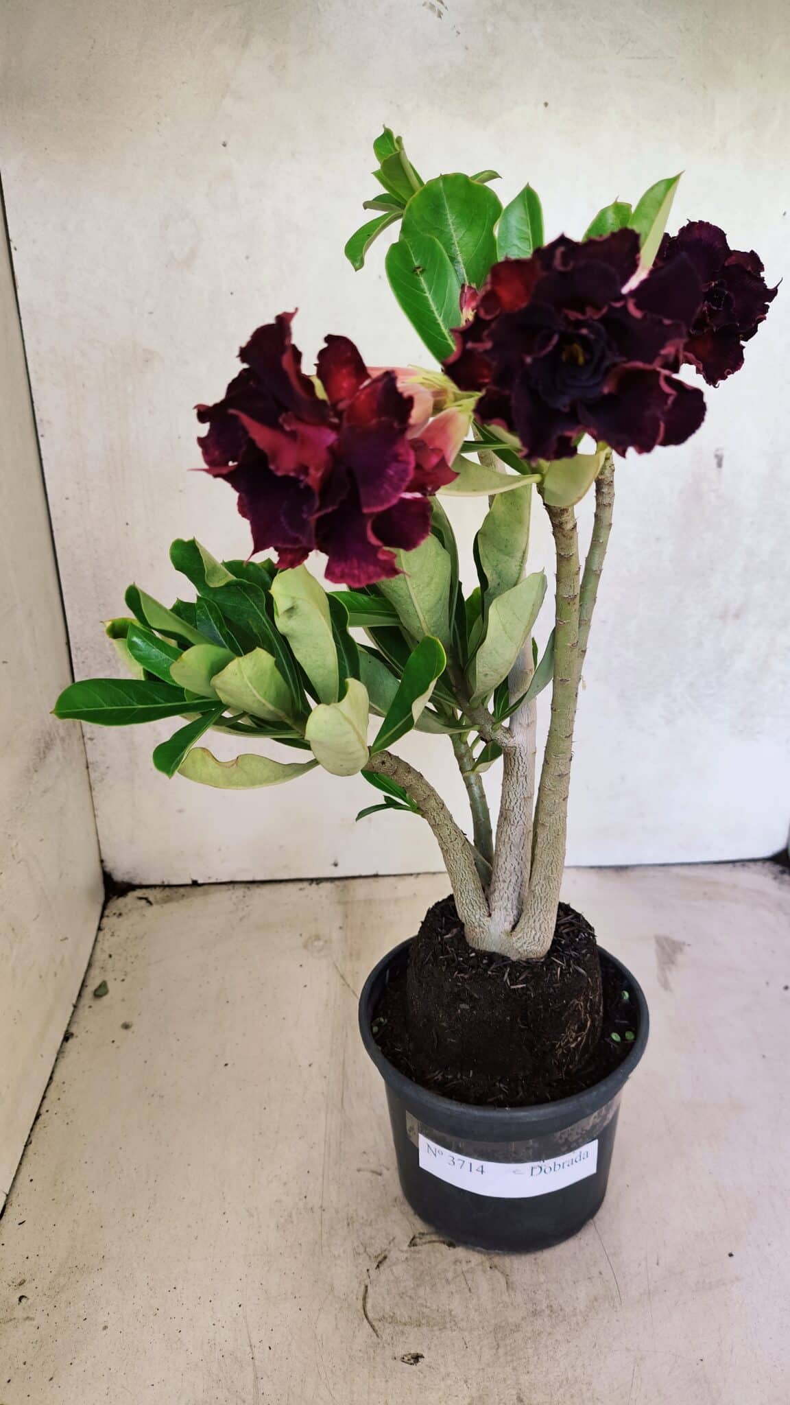 Planta Dobrada 3714 – 35cm – 03 anos - foto 2