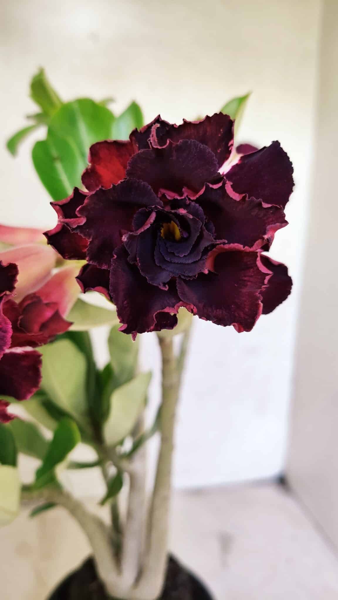 Planta Dobrada 3714 – 35cm – 03 anos - foto 3