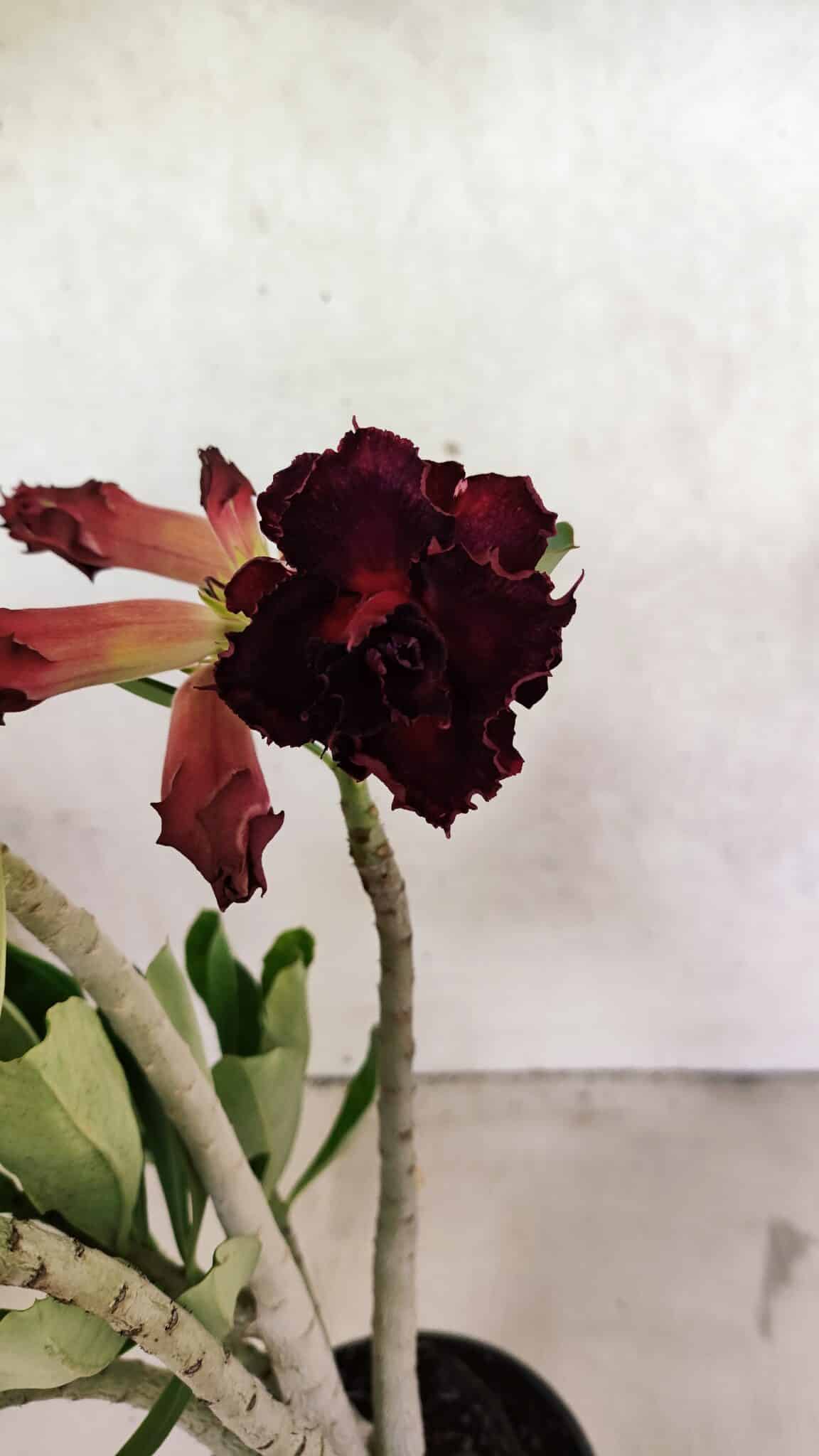 Planta Dobrada 3714 – 35cm – 03 anos - foto 4