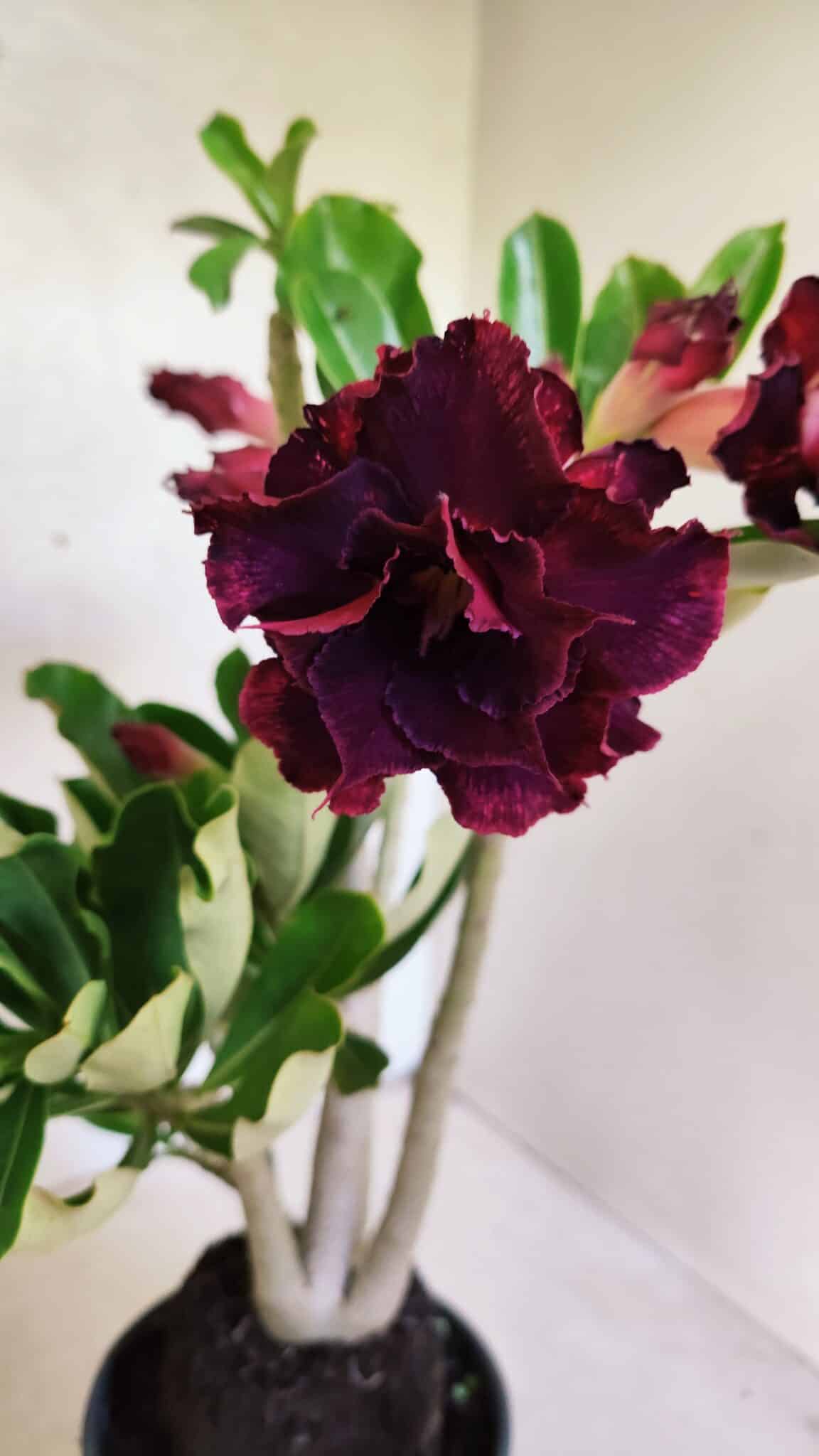 Planta Dobrada 3714 – 35cm – 03 anos - foto 6