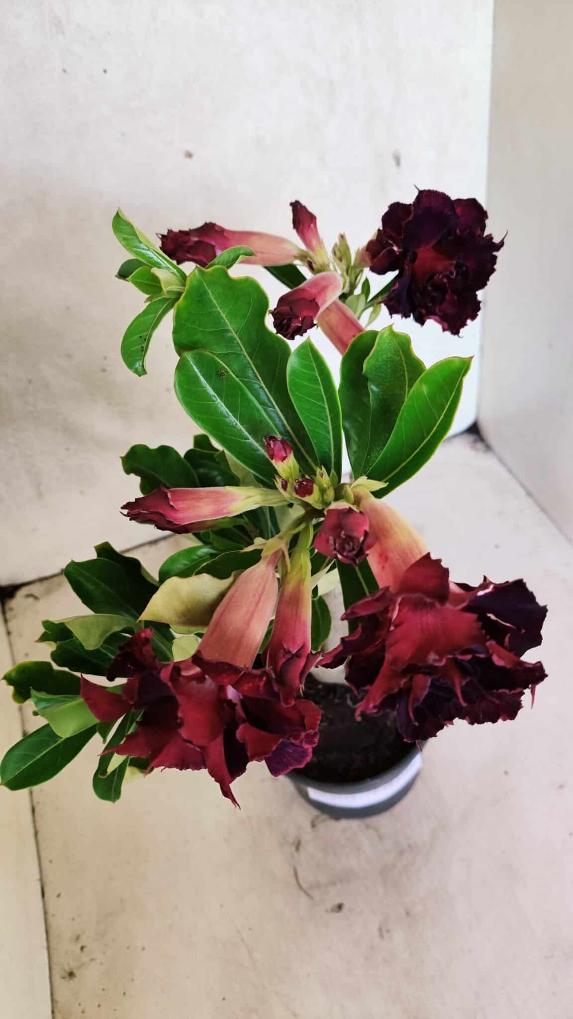 Planta Dobrada 3714 – 35cm – 03 anos - foto 5