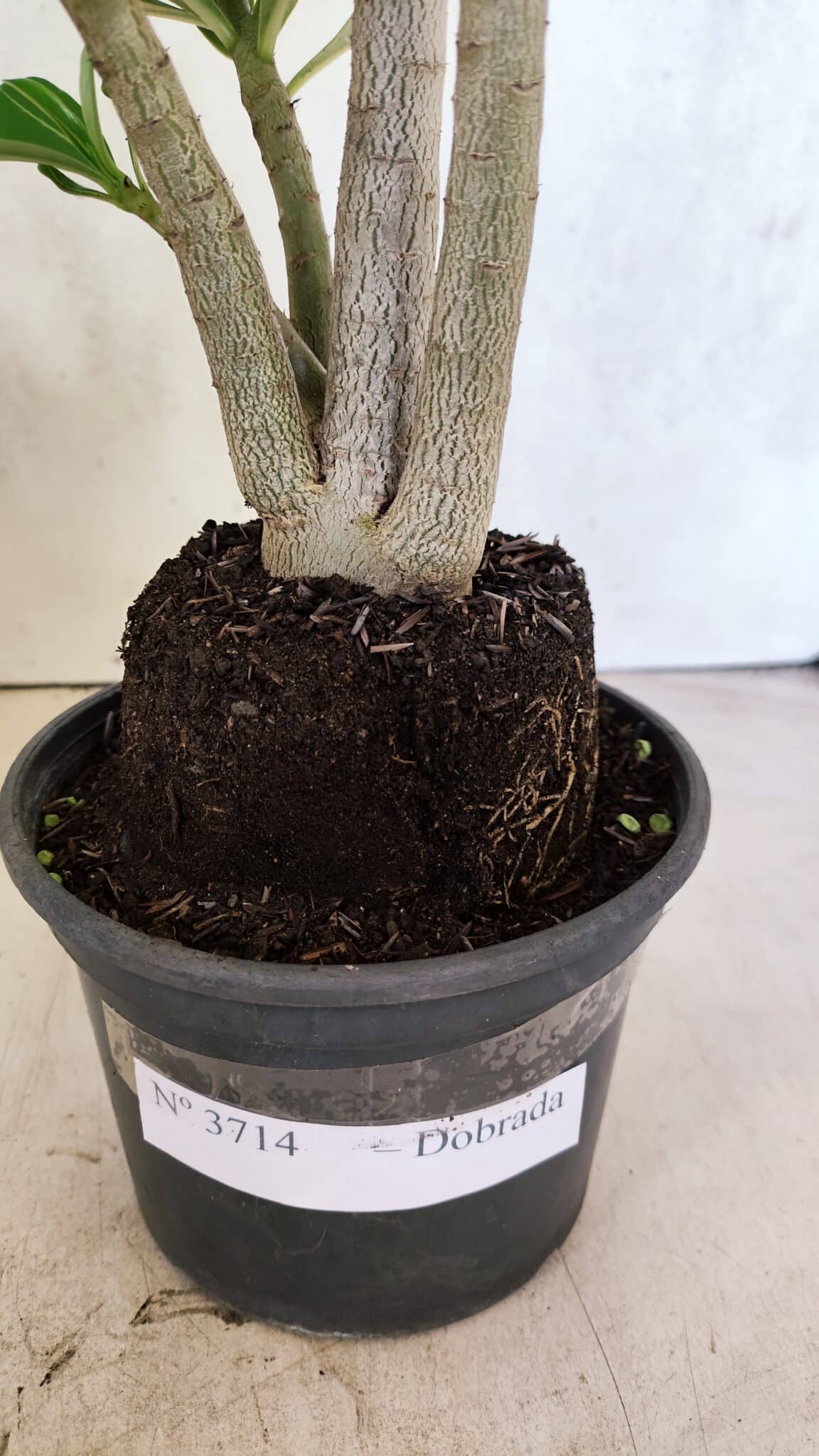 Planta Dobrada 3714 – 35cm – 03 anos - foto 9