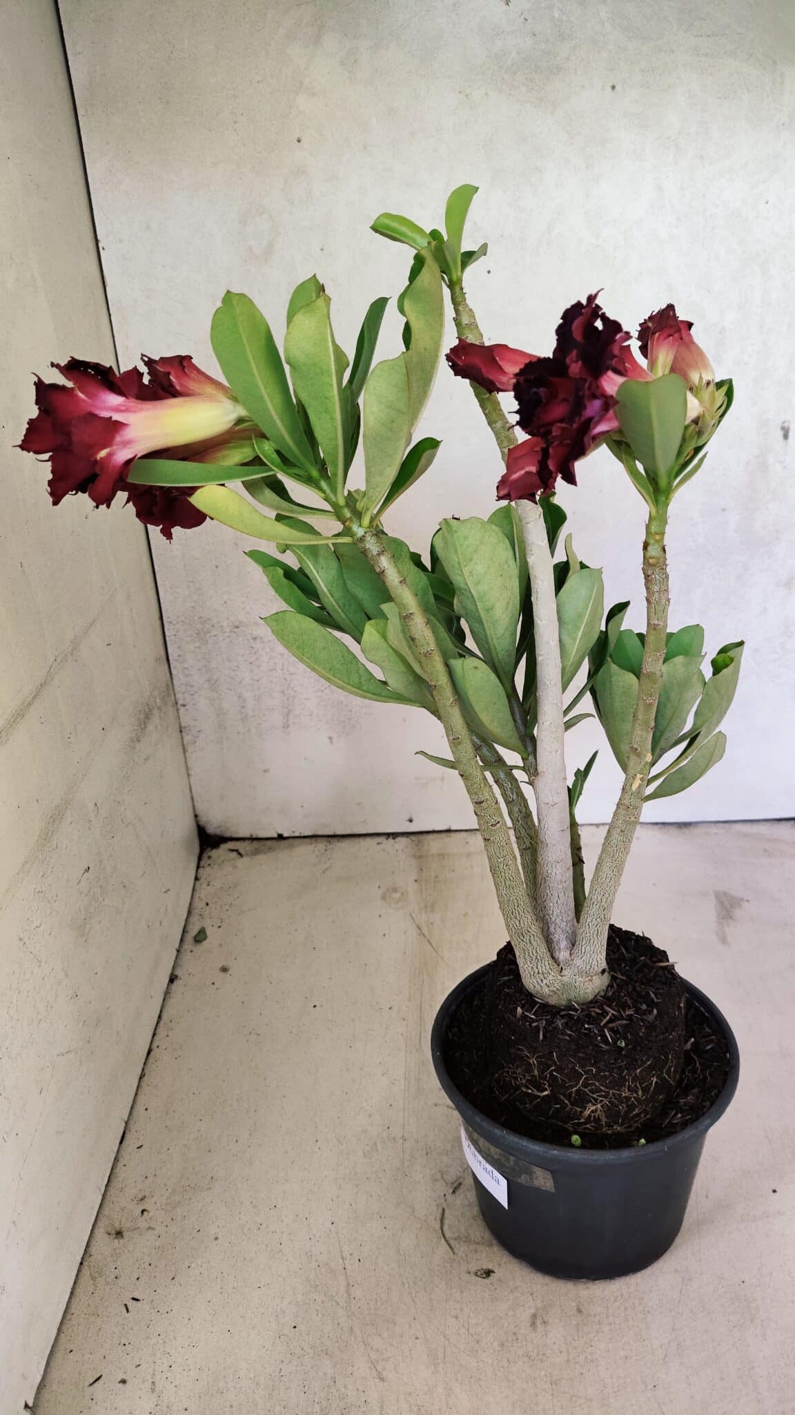 Planta Dobrada 3714 – 35cm – 03 anos - foto 8