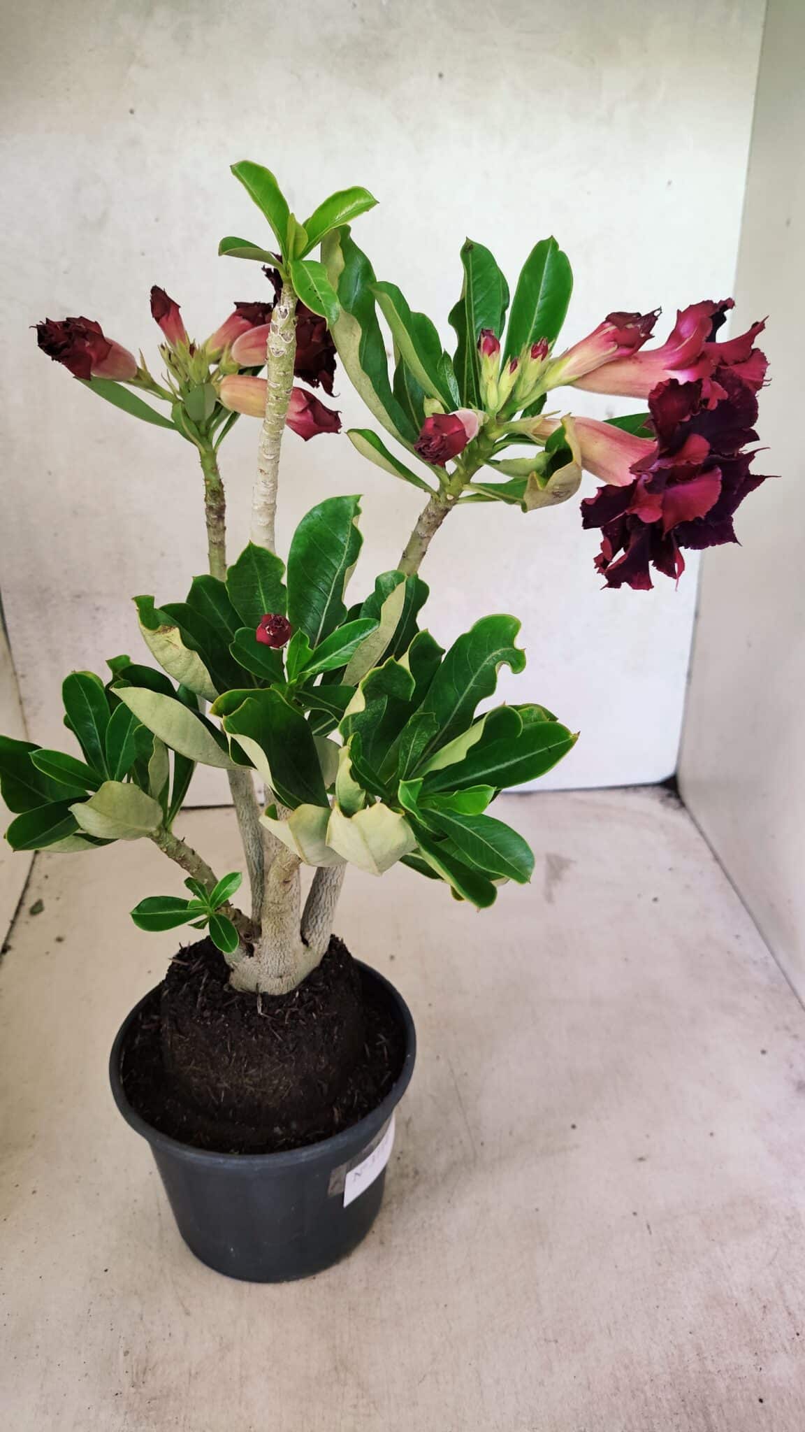 Planta Dobrada 3714 – 35cm – 03 anos - foto 7