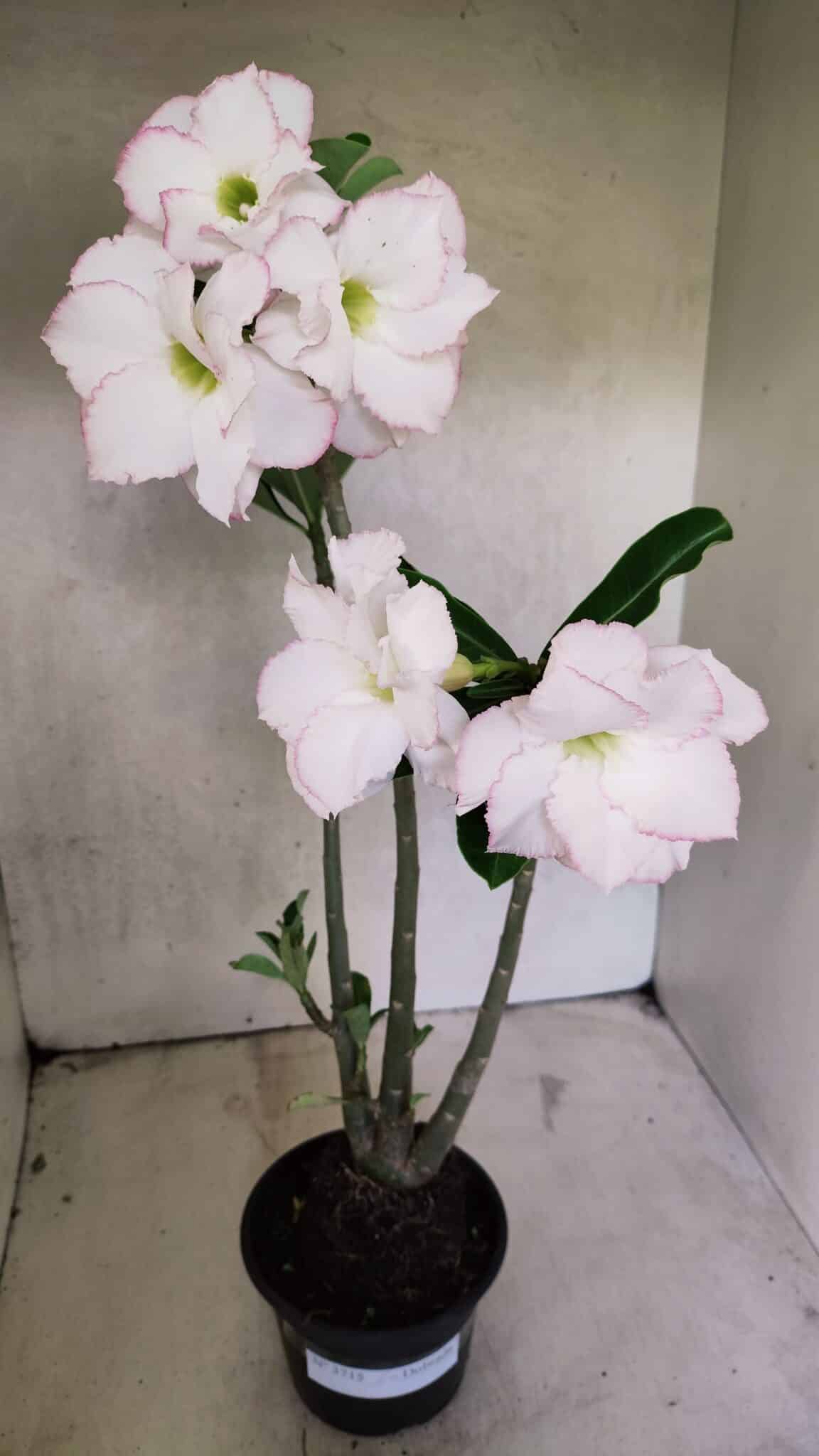 Planta Dobrada 3715 – 35cm – 03 anos - foto 2