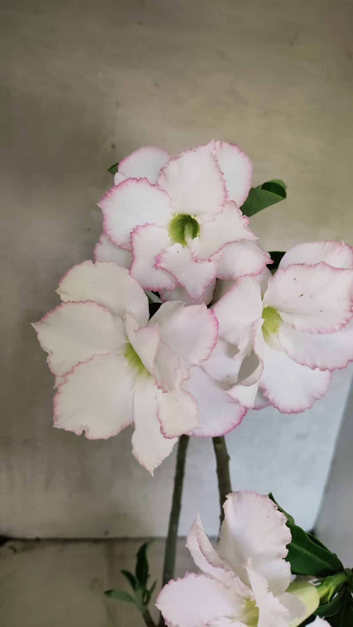 Planta Dobrada 3715 – 35cm – 03 anos - foto 6