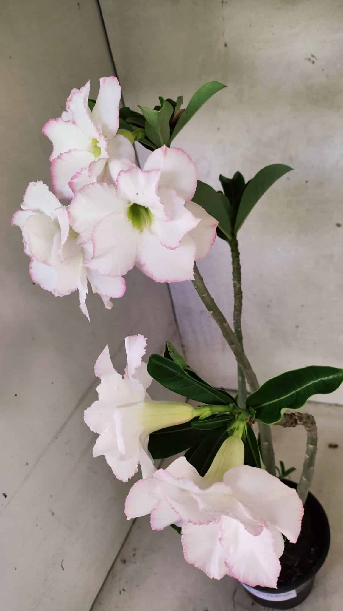 Planta Dobrada 3715 – 35cm – 03 anos - foto 4
