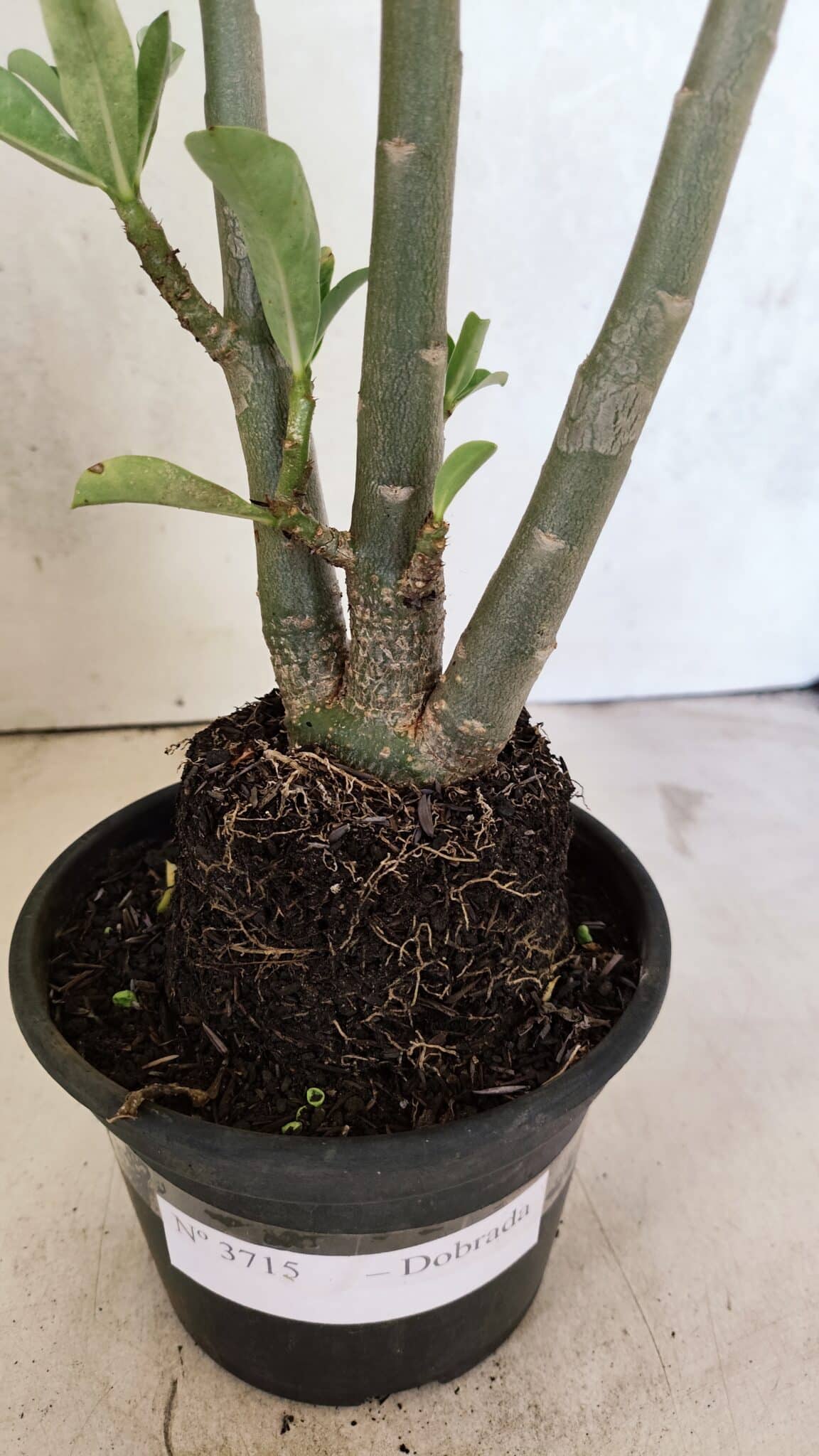 Planta Dobrada 3715 – 35cm – 03 anos - foto 8