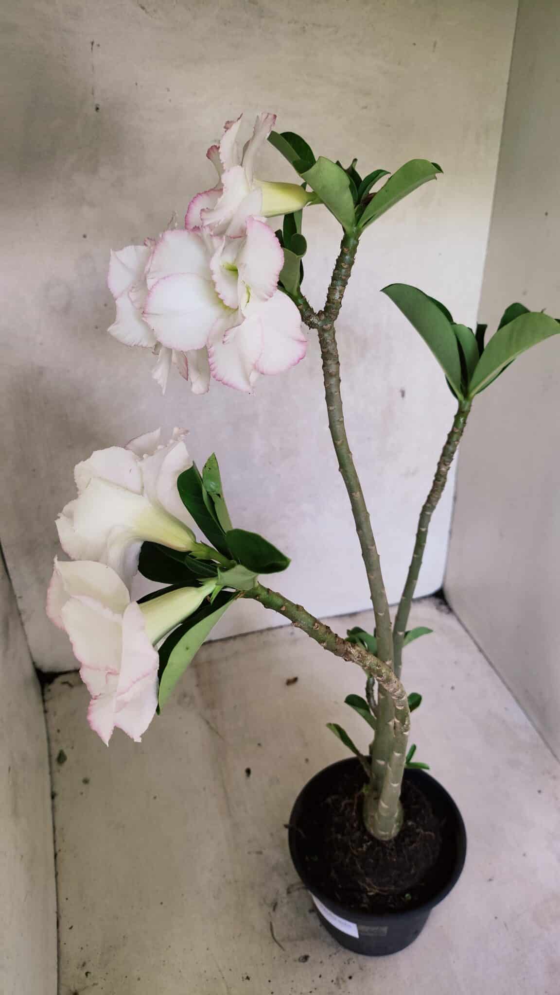 Planta Dobrada 3715 – 35cm – 03 anos - foto 7