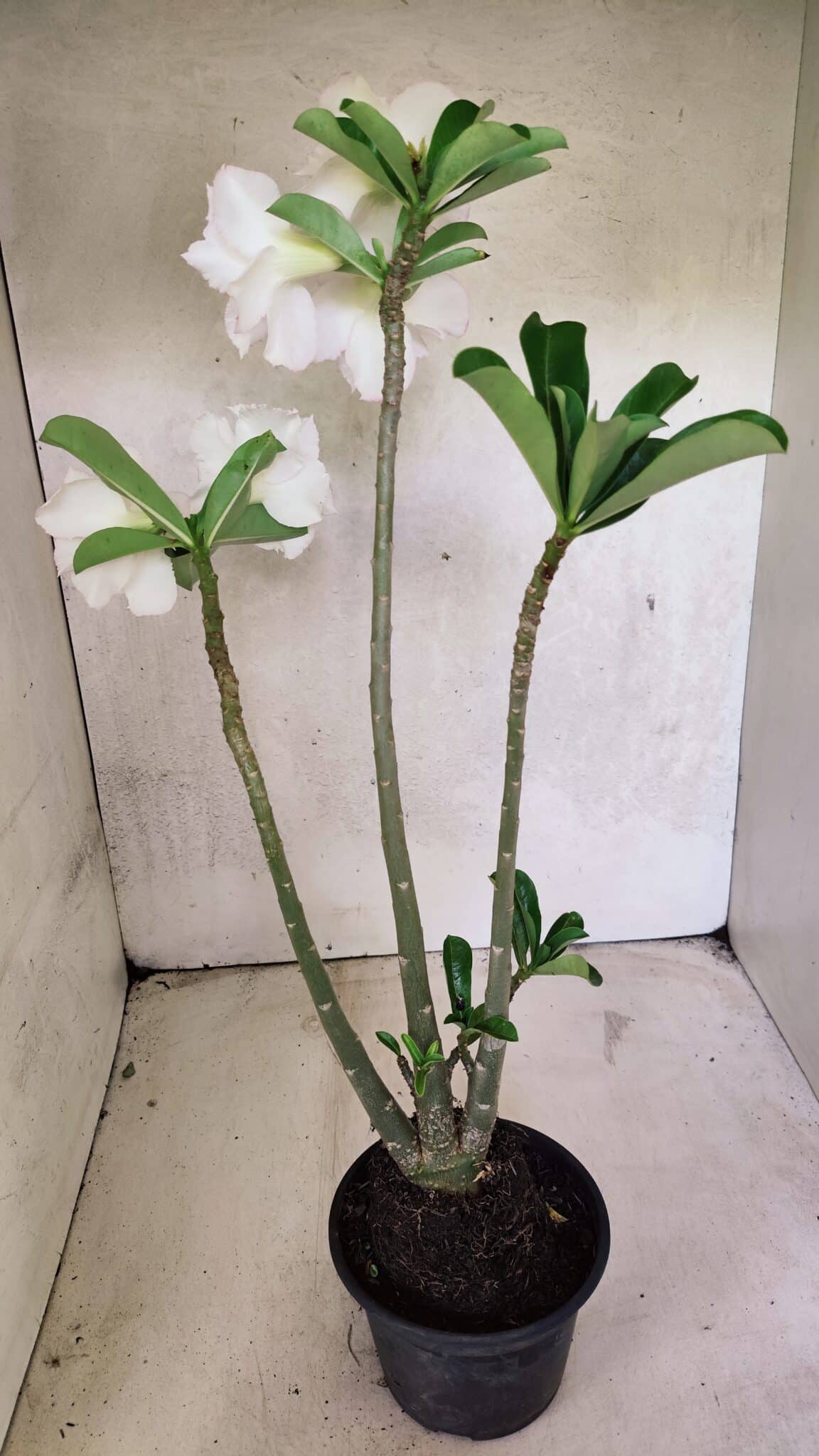 Planta Dobrada 3715 – 35cm – 03 anos - foto 5