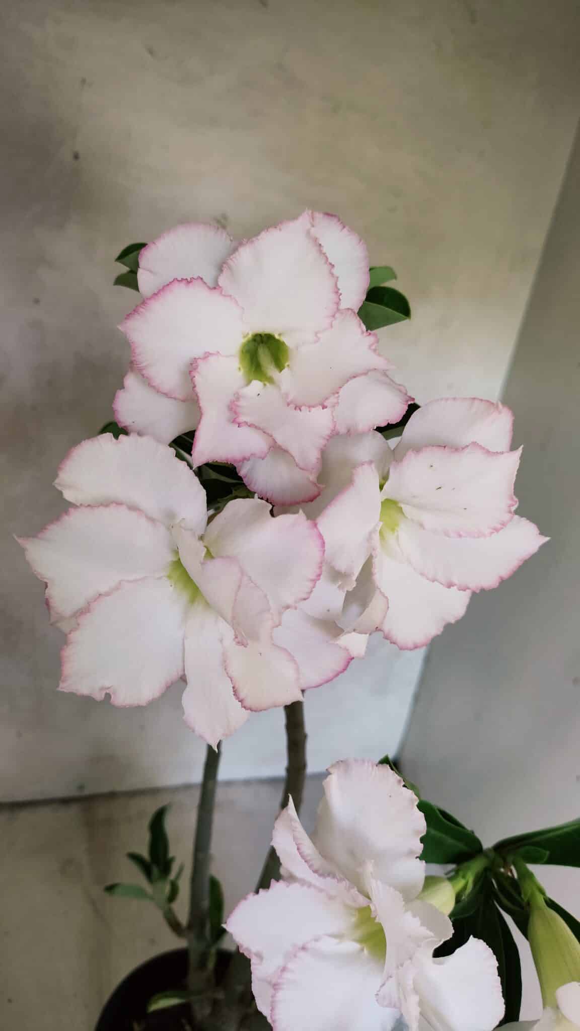 Planta Dobrada 3715 – 35cm – 03 anos - foto 3