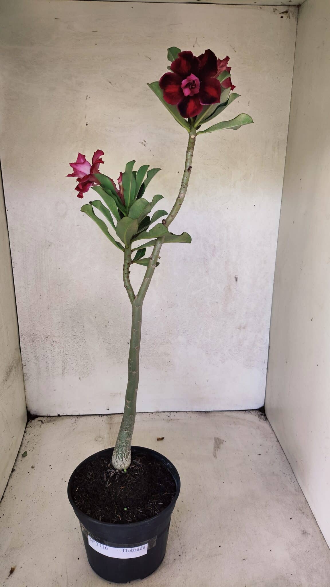 Planta Dobrada 3716 – 35cm – 03 anos - foto 4