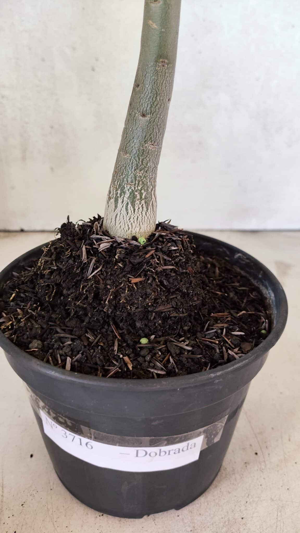 Planta Dobrada 3716 – 35cm – 03 anos - foto 6