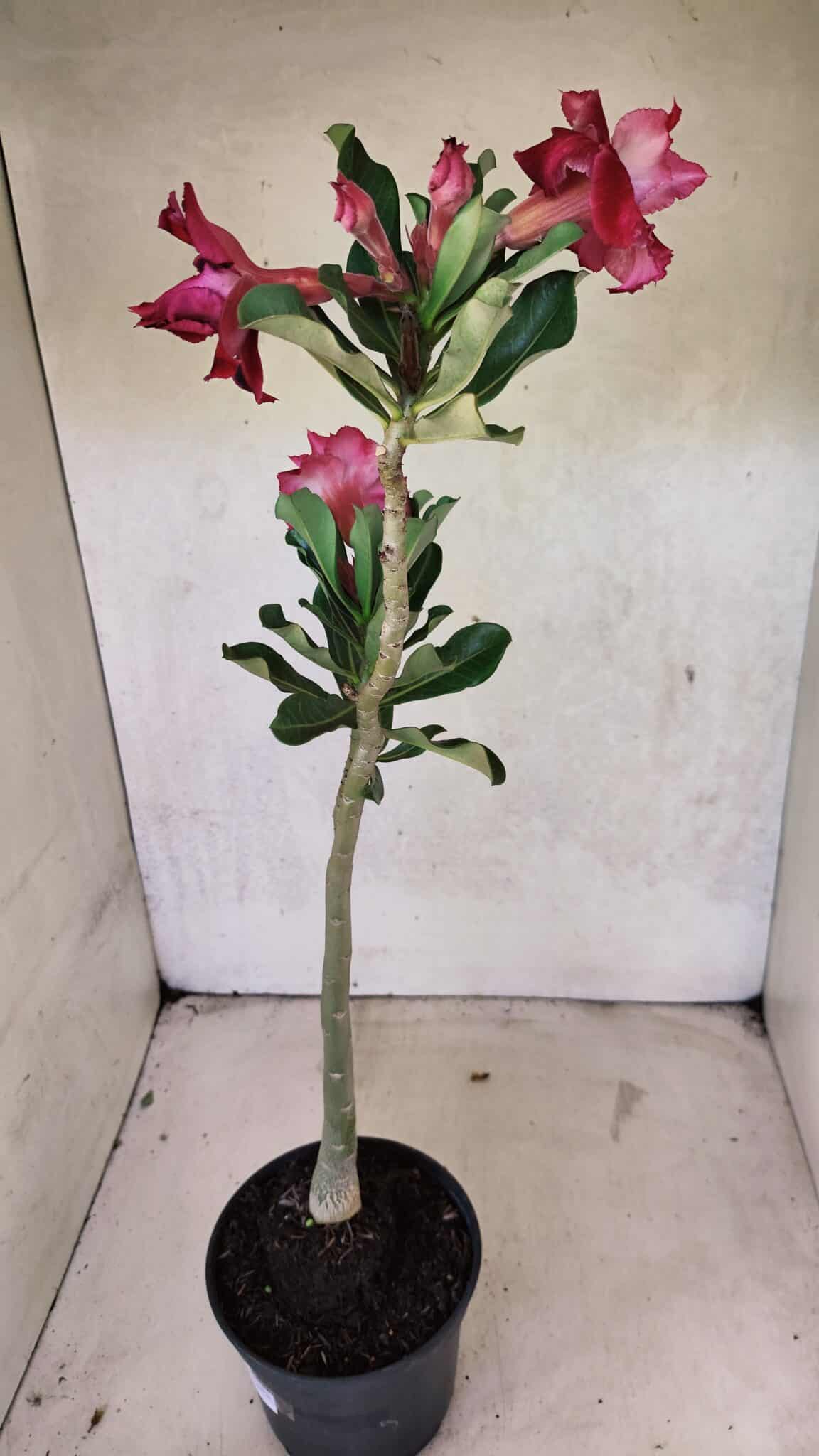 Planta Dobrada 3716 – 35cm – 03 anos - foto 2