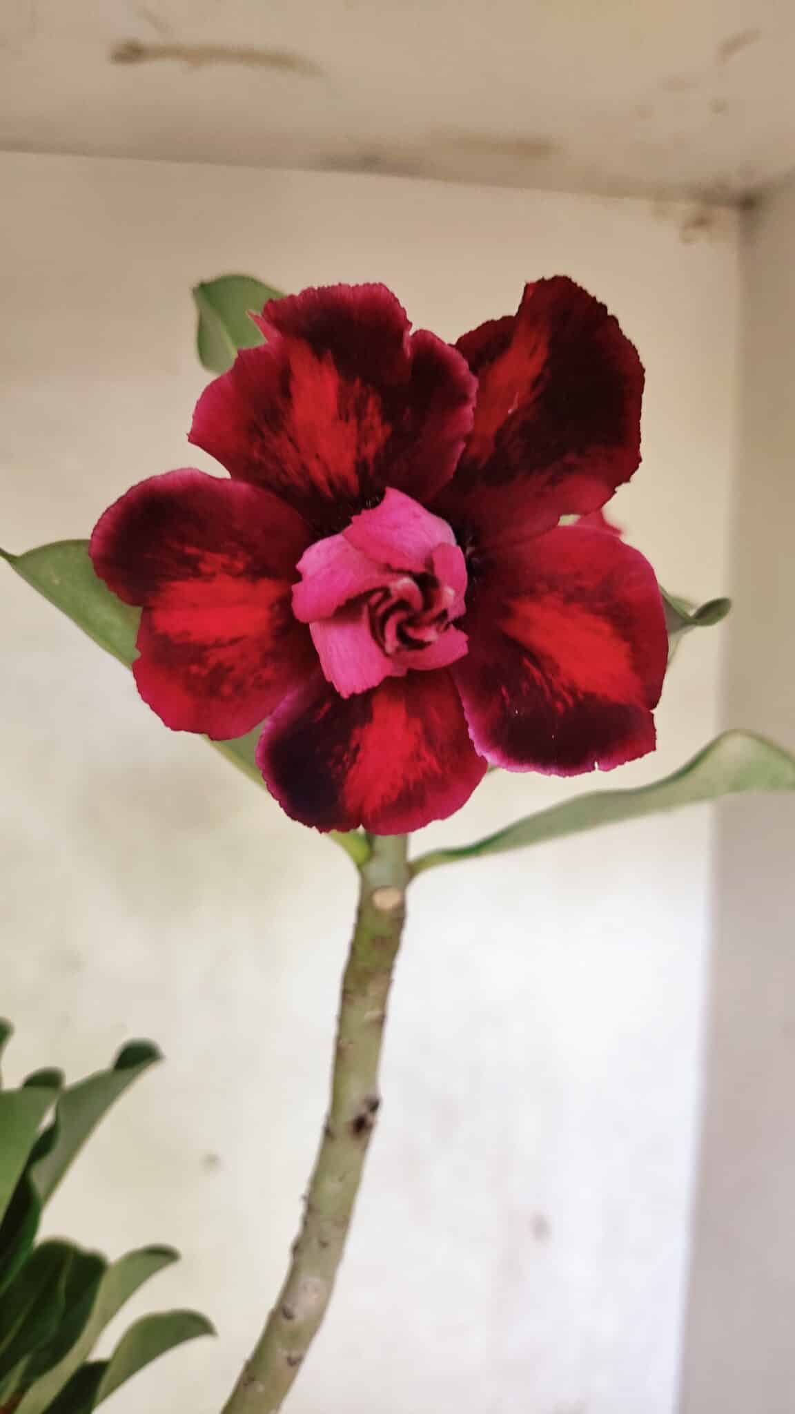 Planta Dobrada 3716 – 35cm – 03 anos - foto 3