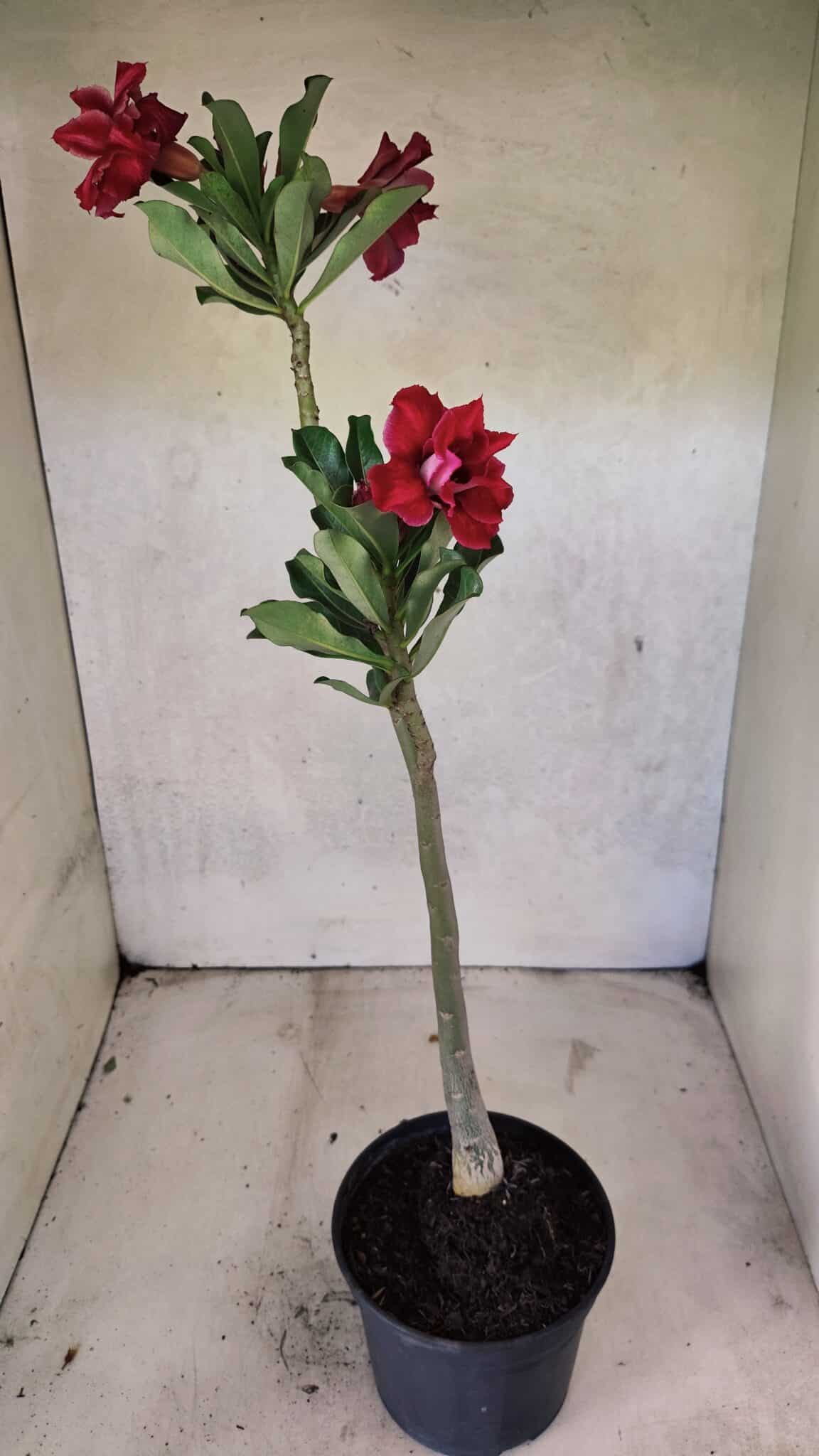 Planta Dobrada 3716 – 35cm – 03 anos - foto 5