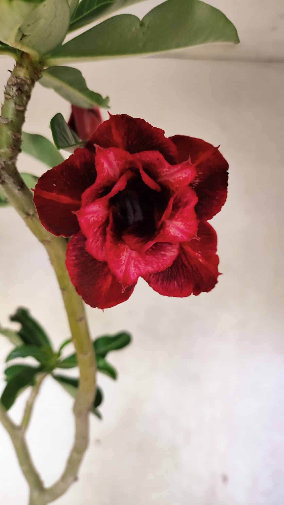 Planta Dobrada 3717 – 35cm – 03 anos - foto 3