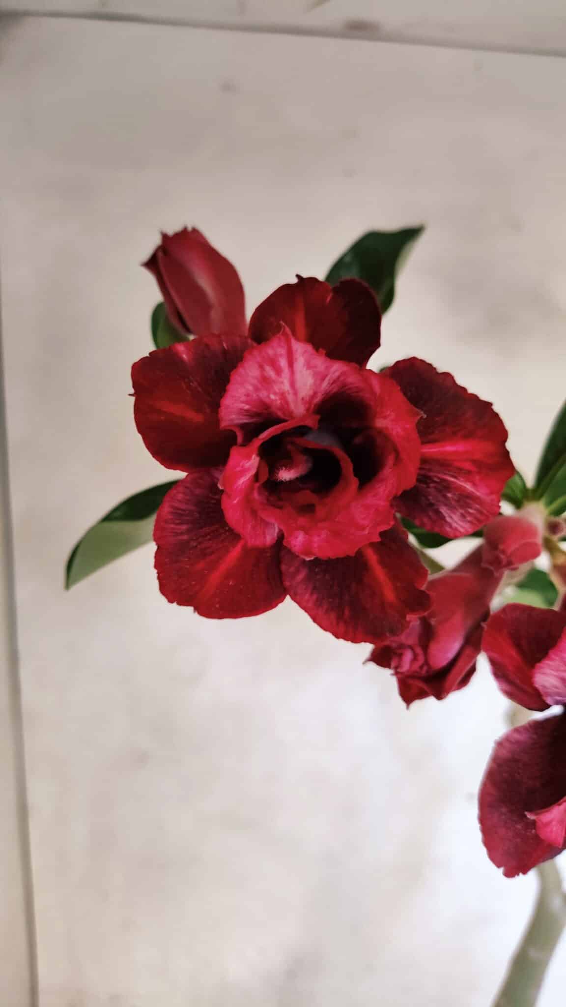 Planta Dobrada 3717 – 35cm – 03 anos - foto 4