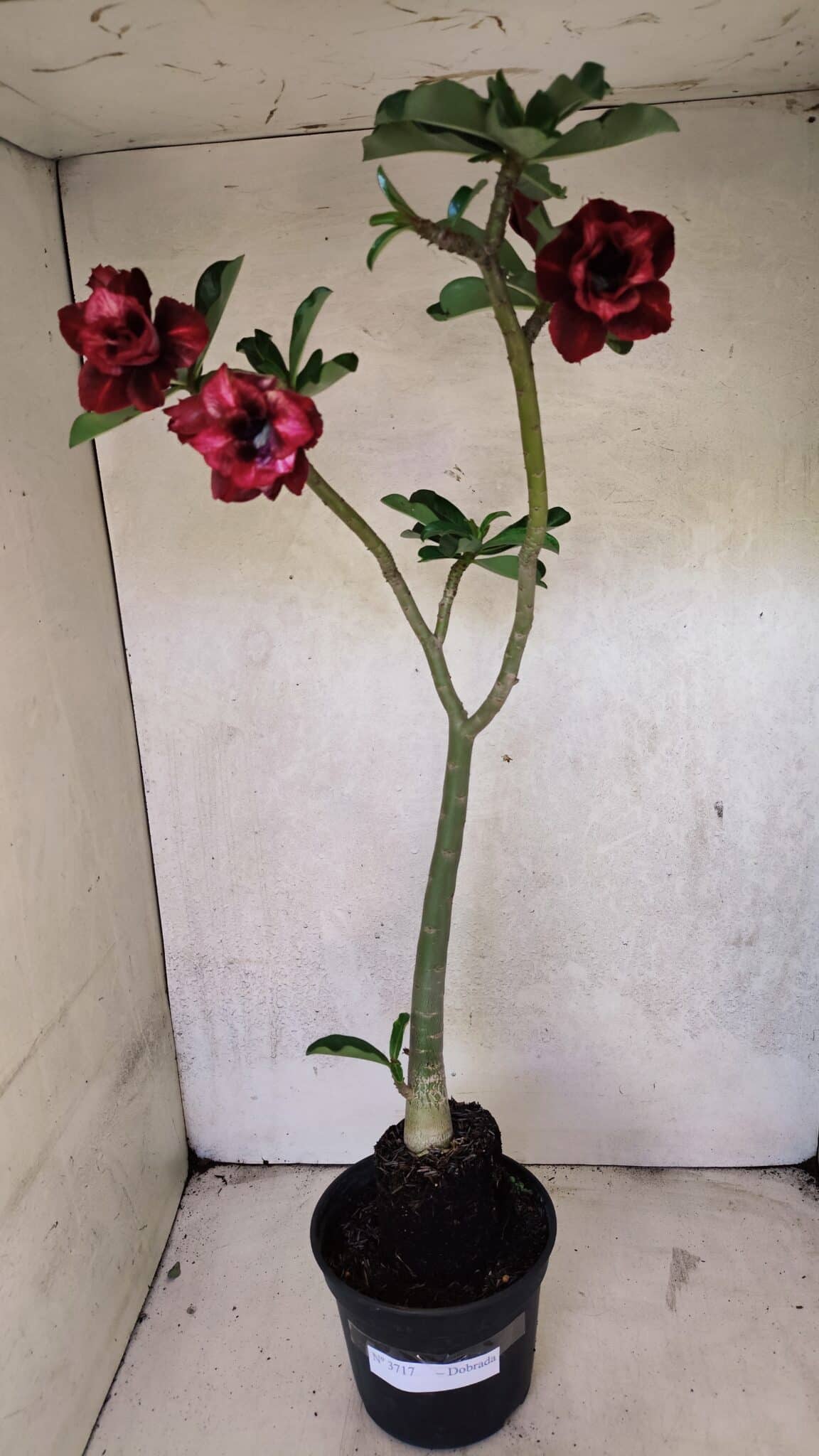 Planta Dobrada 3717 – 35cm – 03 anos - foto 6