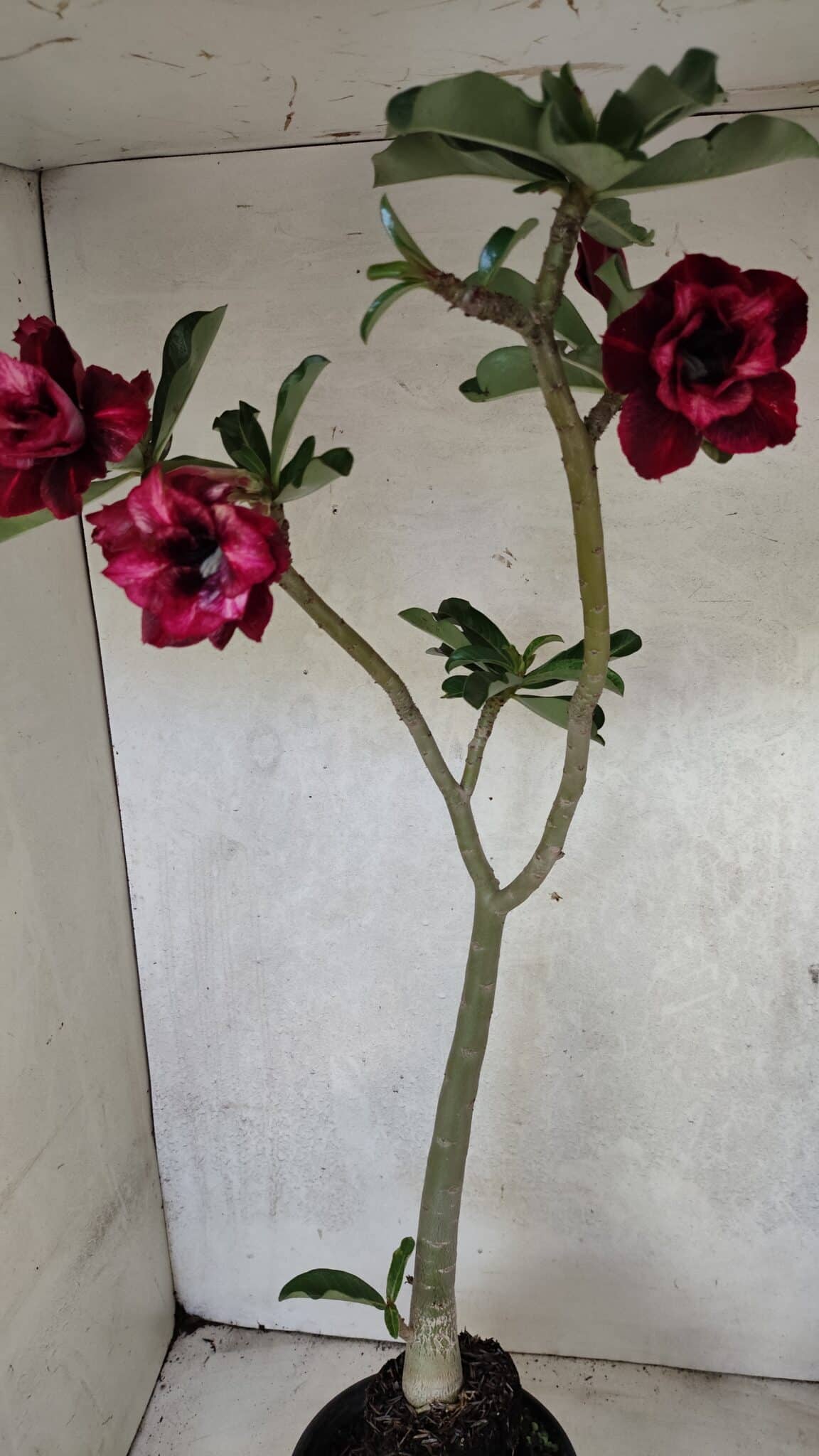 Planta Dobrada 3717 – 35cm – 03 anos - foto 2