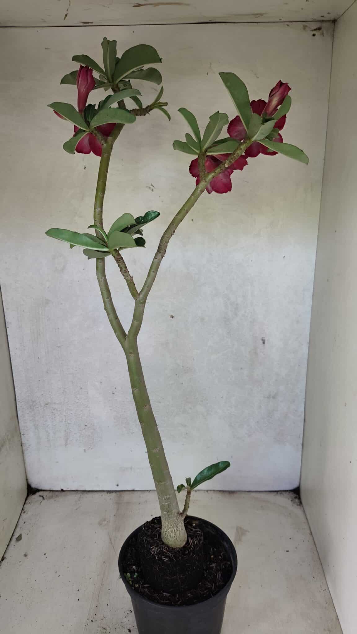 Planta Dobrada 3717 – 35cm – 03 anos - foto 5