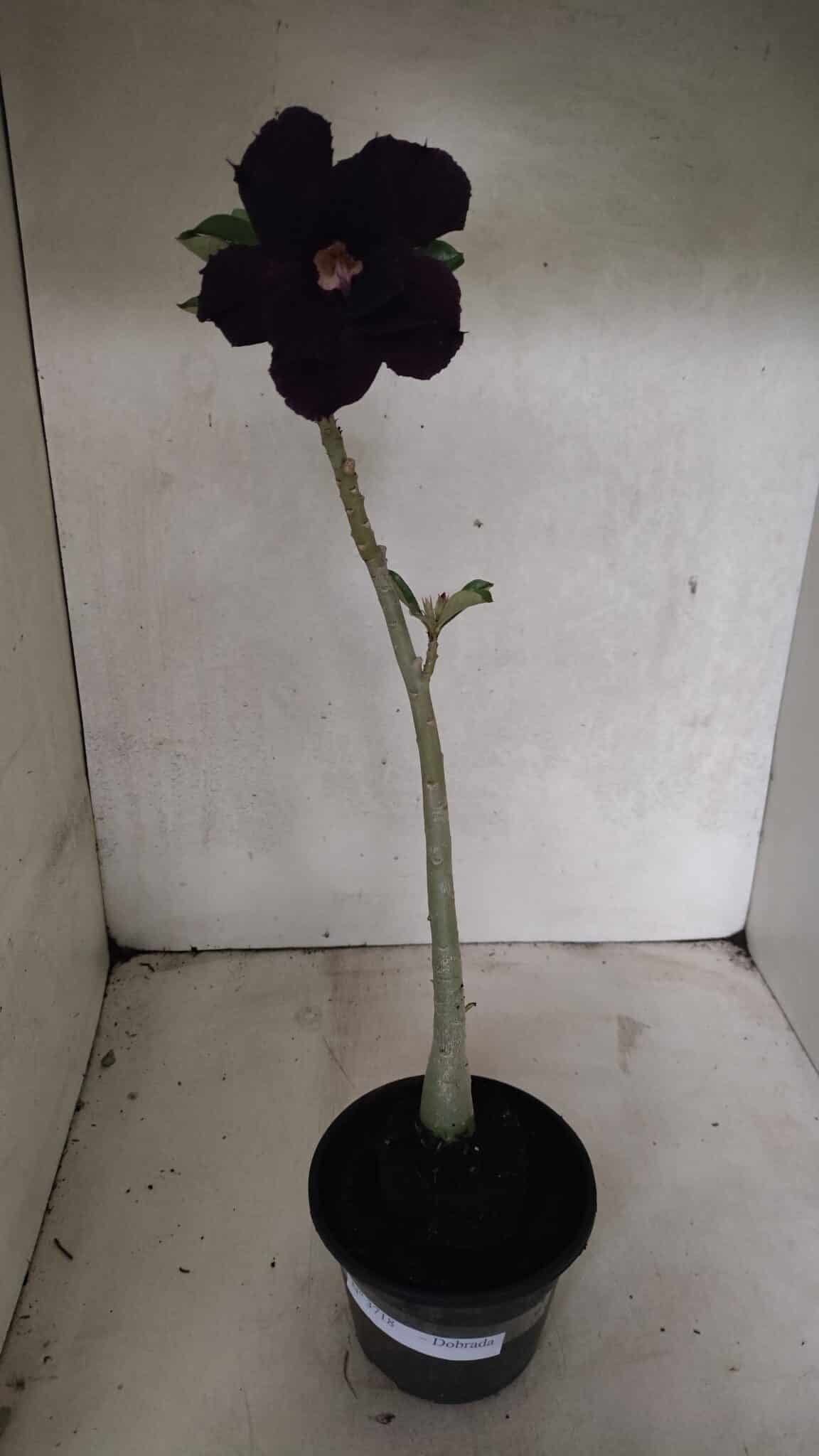 Planta Dobrada 3718 – 30cm – 02 anos - imagem 2