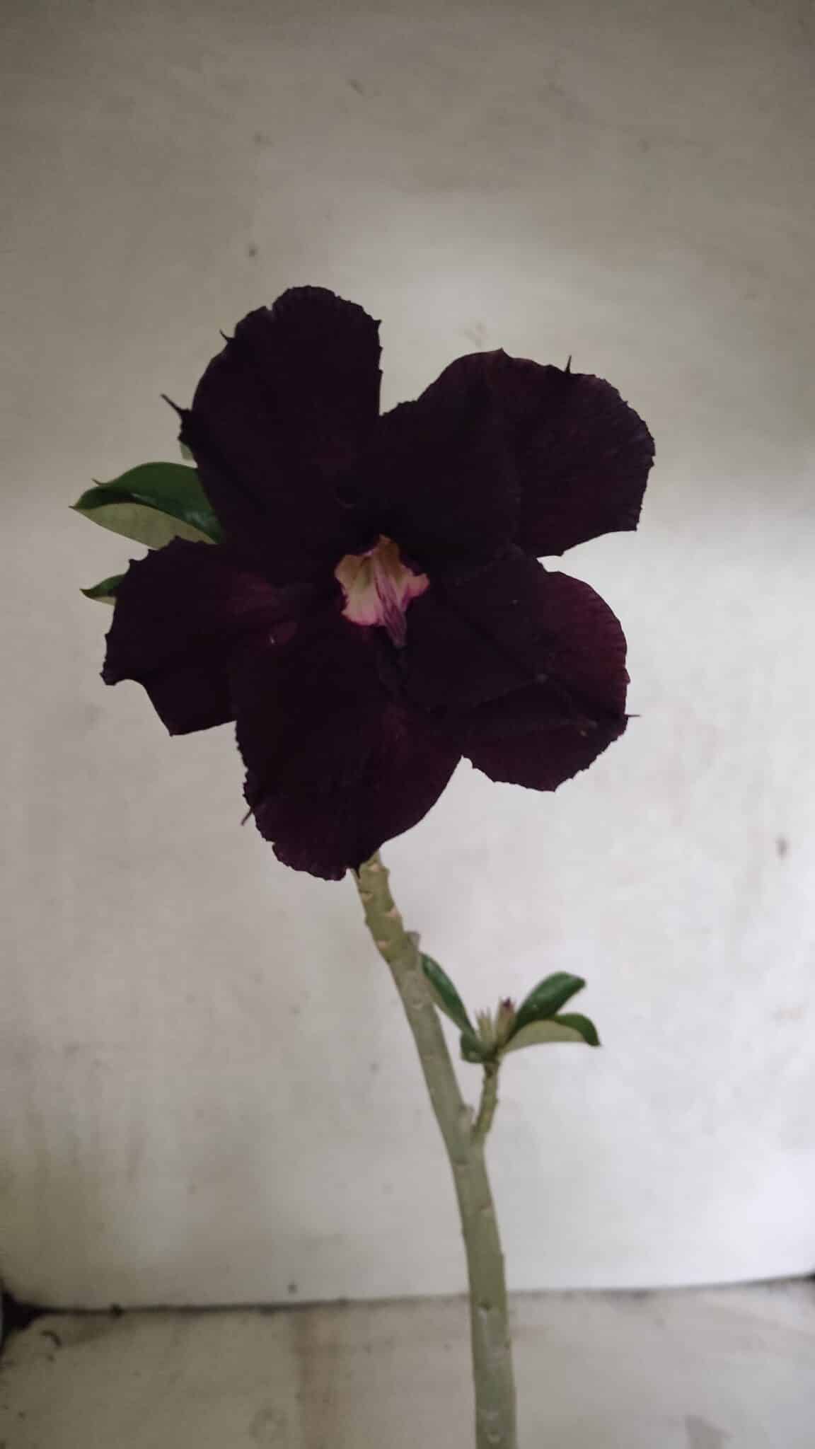 Planta Dobrada 3718 – 30cm – 02 anos - imagem 3