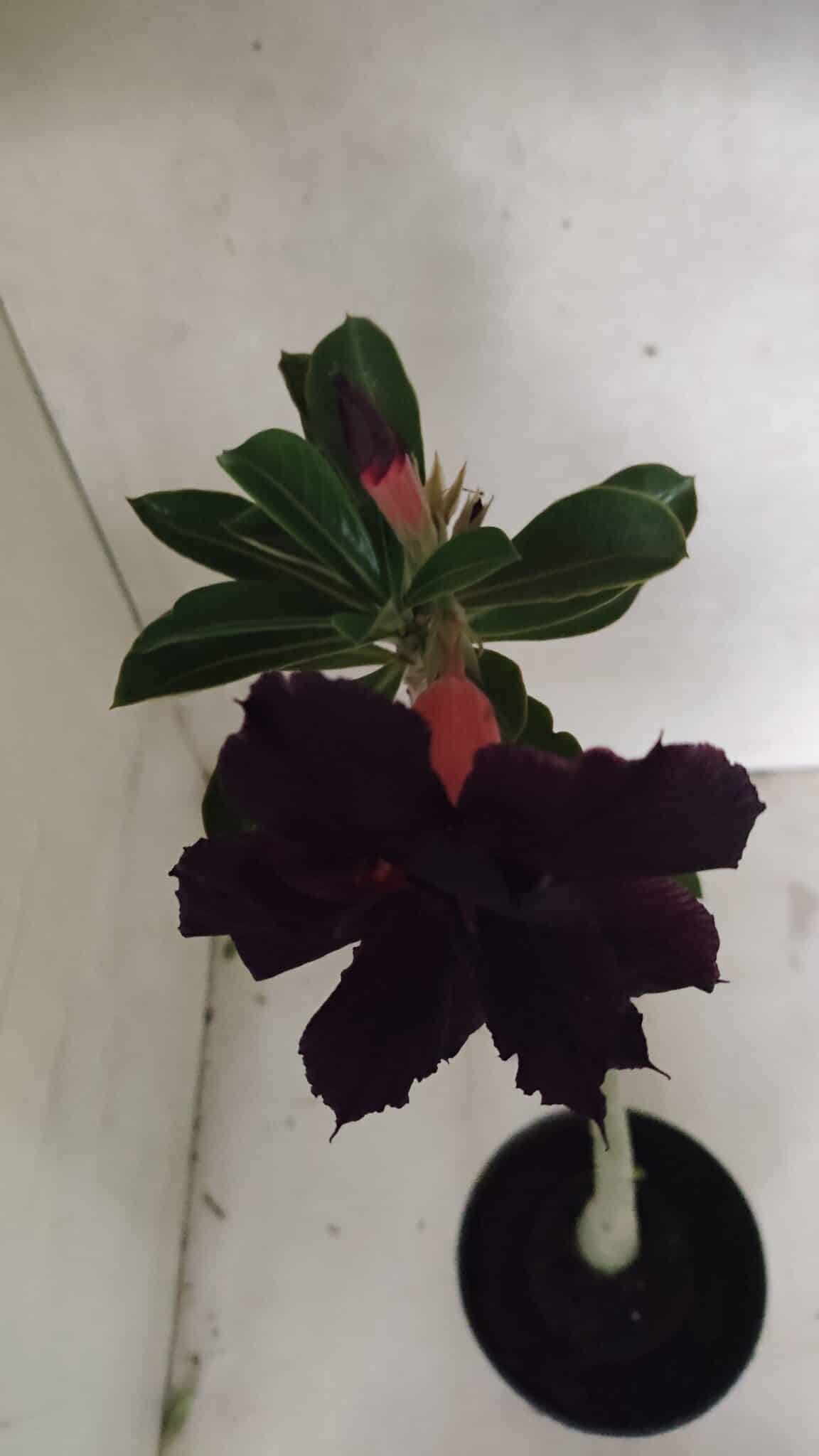 Planta Dobrada 3718 – 30cm – 02 anos - imagem 4