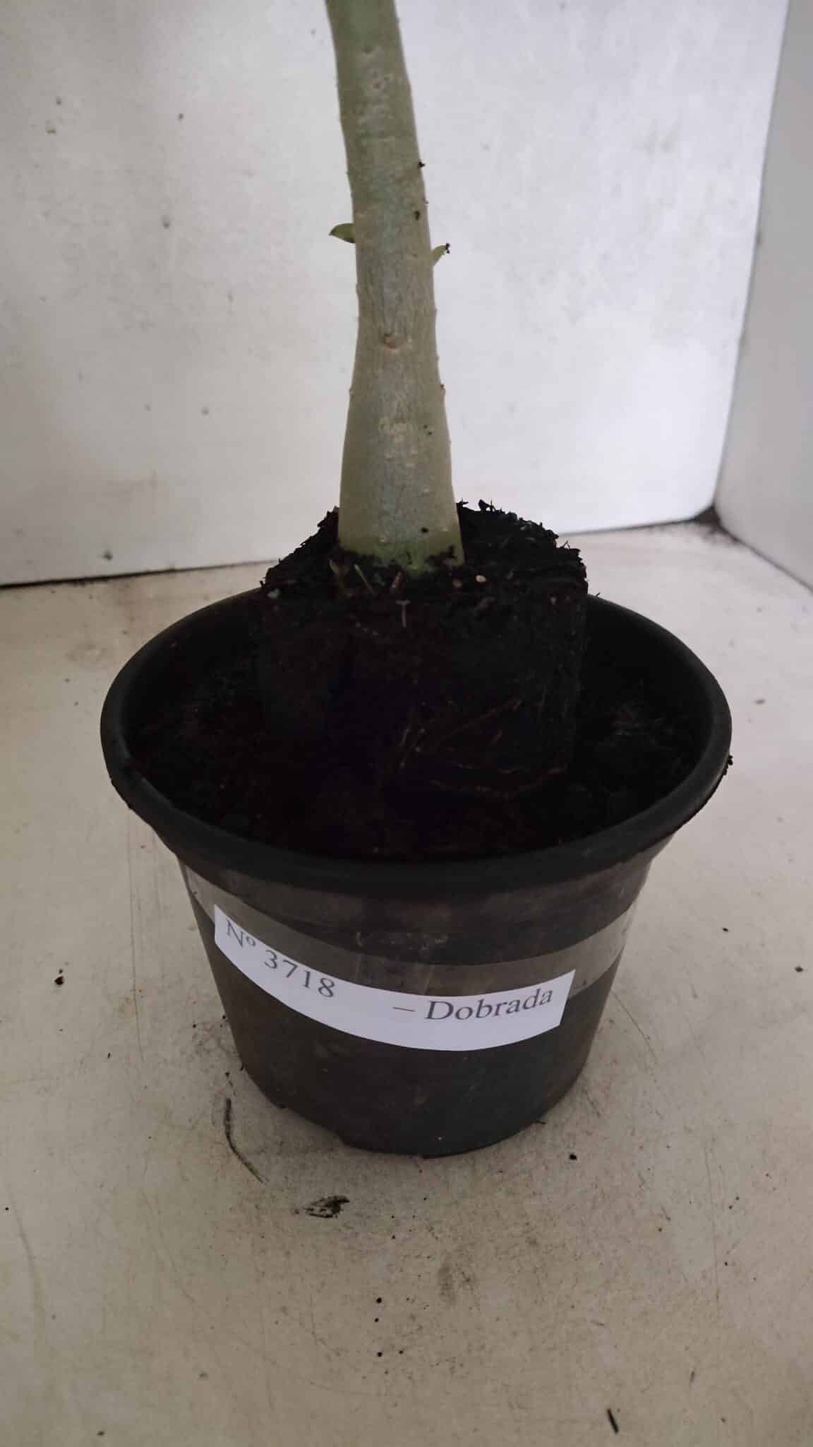 Planta Dobrada 3718 – 30cm – 02 anos - imagem 6