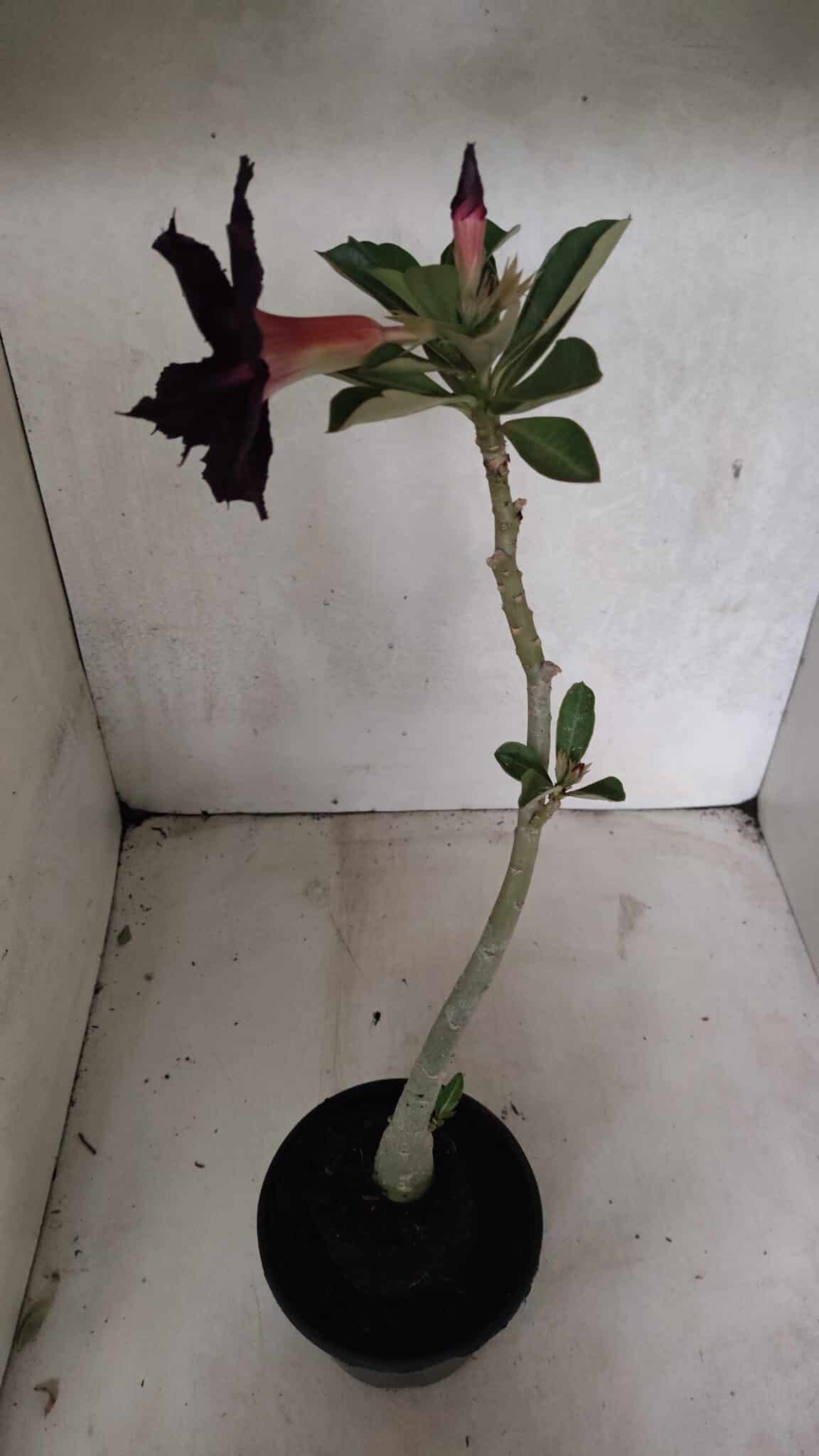 Planta Dobrada 3718 – 30cm – 02 anos - imagem 5