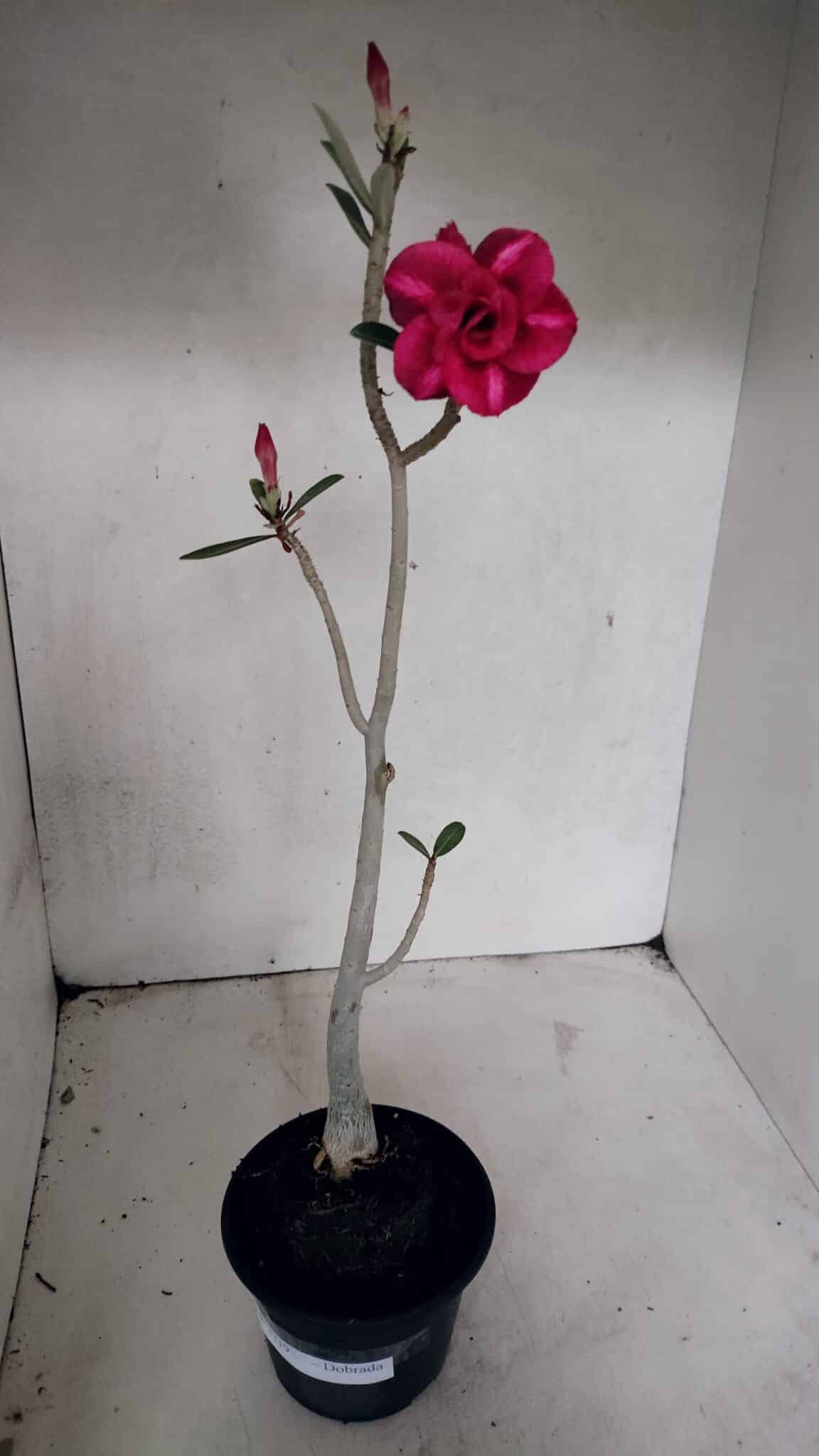 Planta Dobrada 3719 – 30cm – 02 anos - foto 2