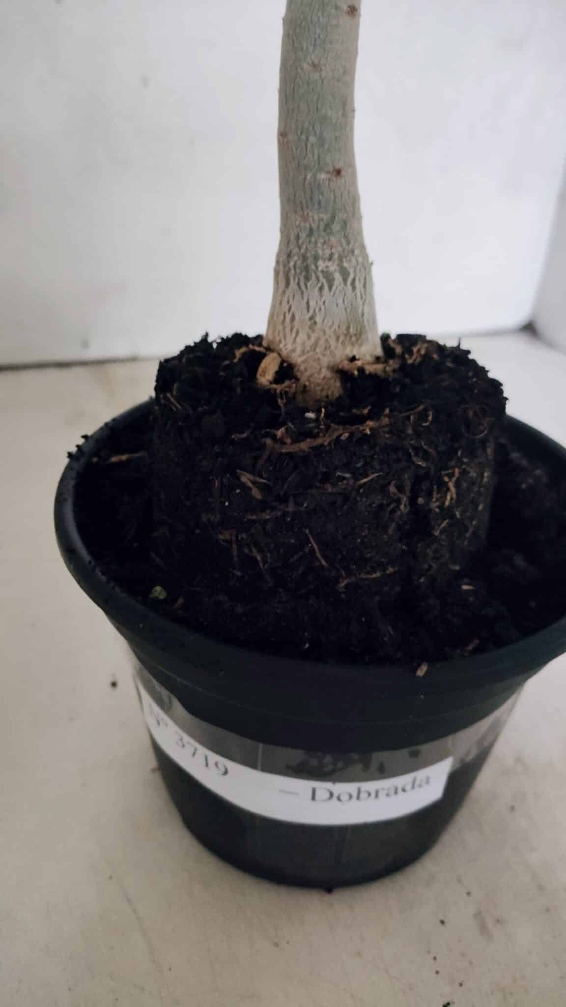 Planta Dobrada 3719 – 30cm – 02 anos - foto 6