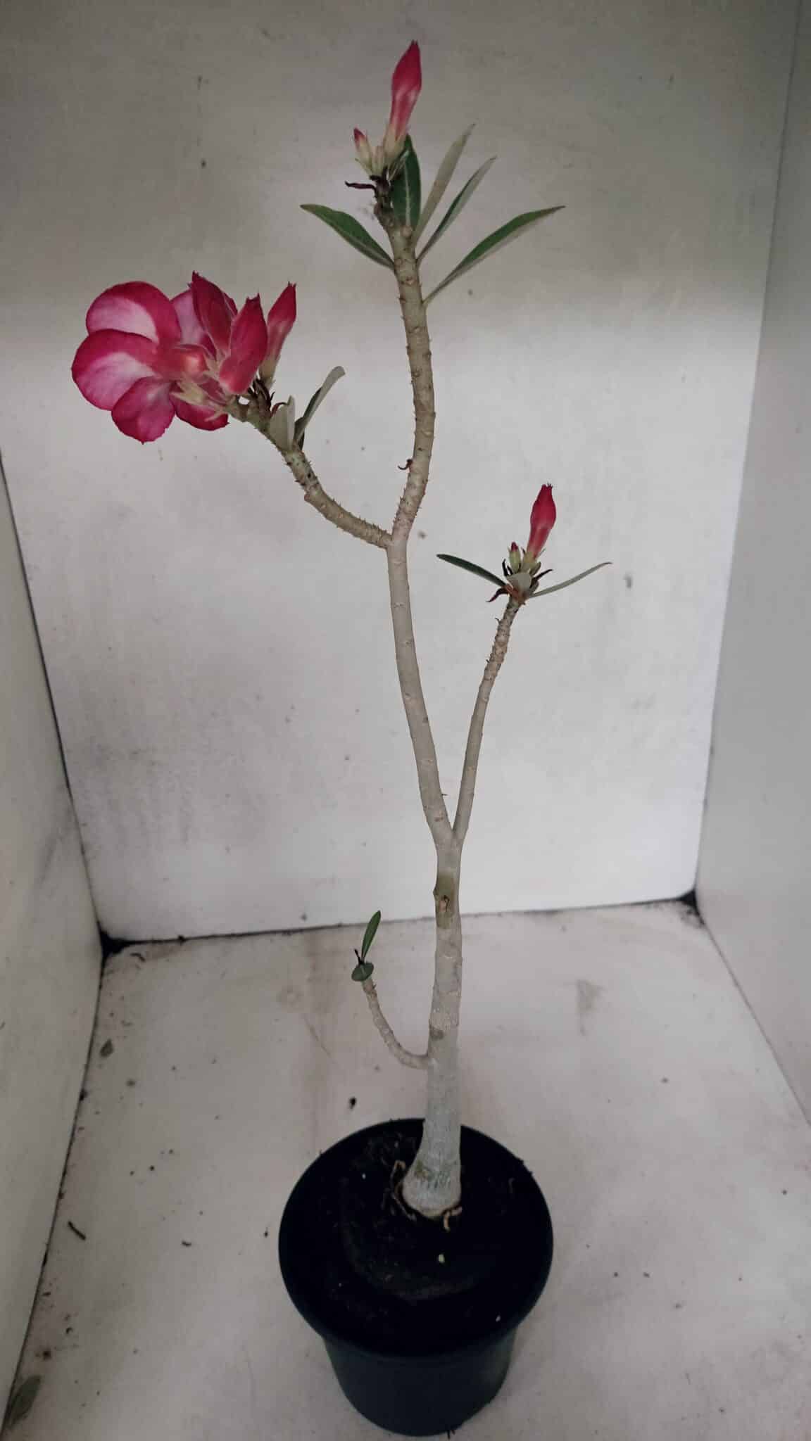 Planta Dobrada 3719 – 30cm – 02 anos - foto 5
