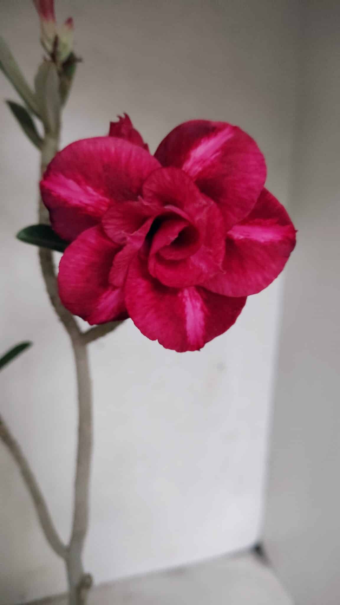 Planta Dobrada 3719 – 30cm – 02 anos - foto 3
