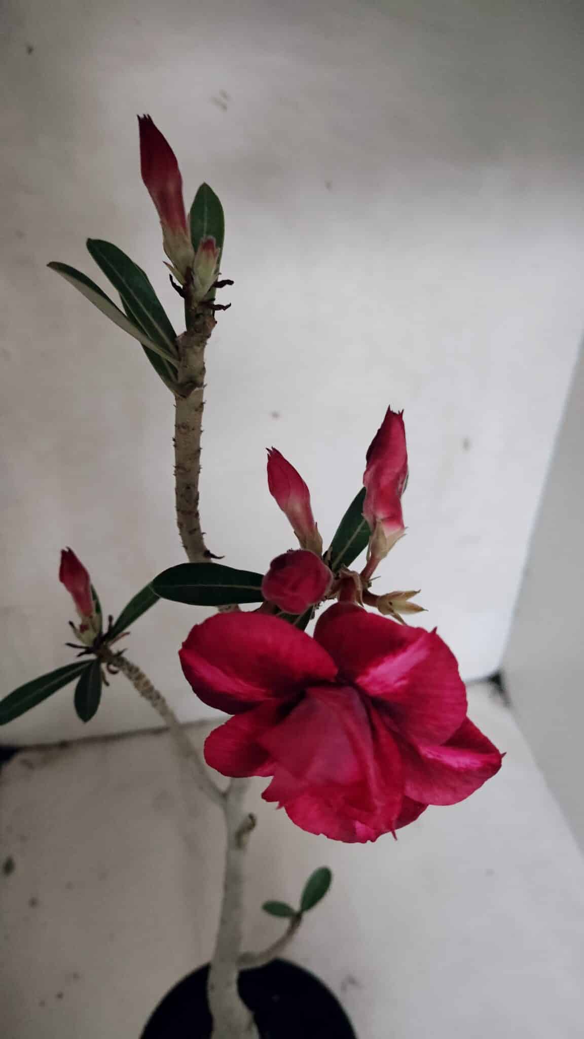 Planta Dobrada 3719 – 30cm – 02 anos - foto 4