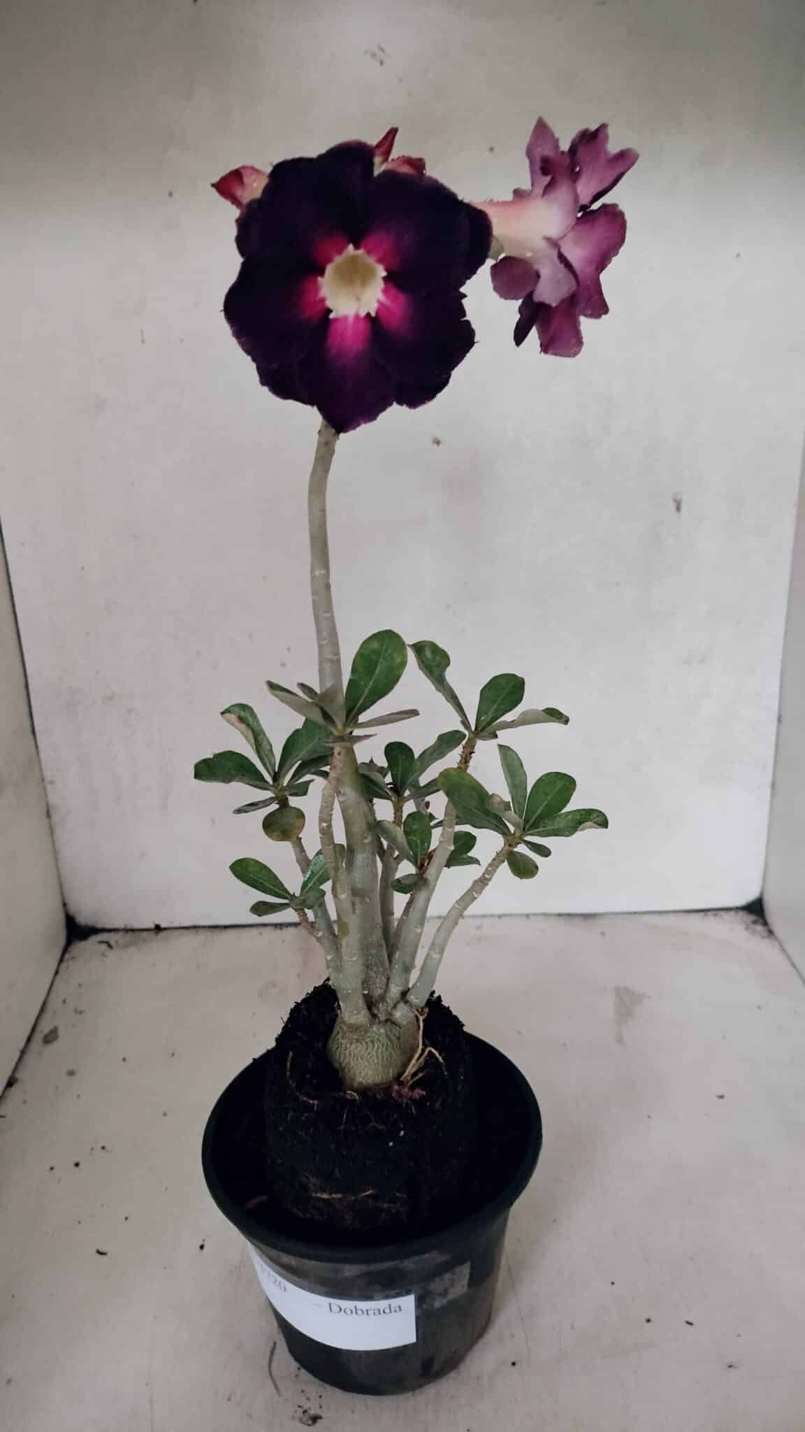 Planta Dobrada 3720 – 35cm – 03 anos - foto 2