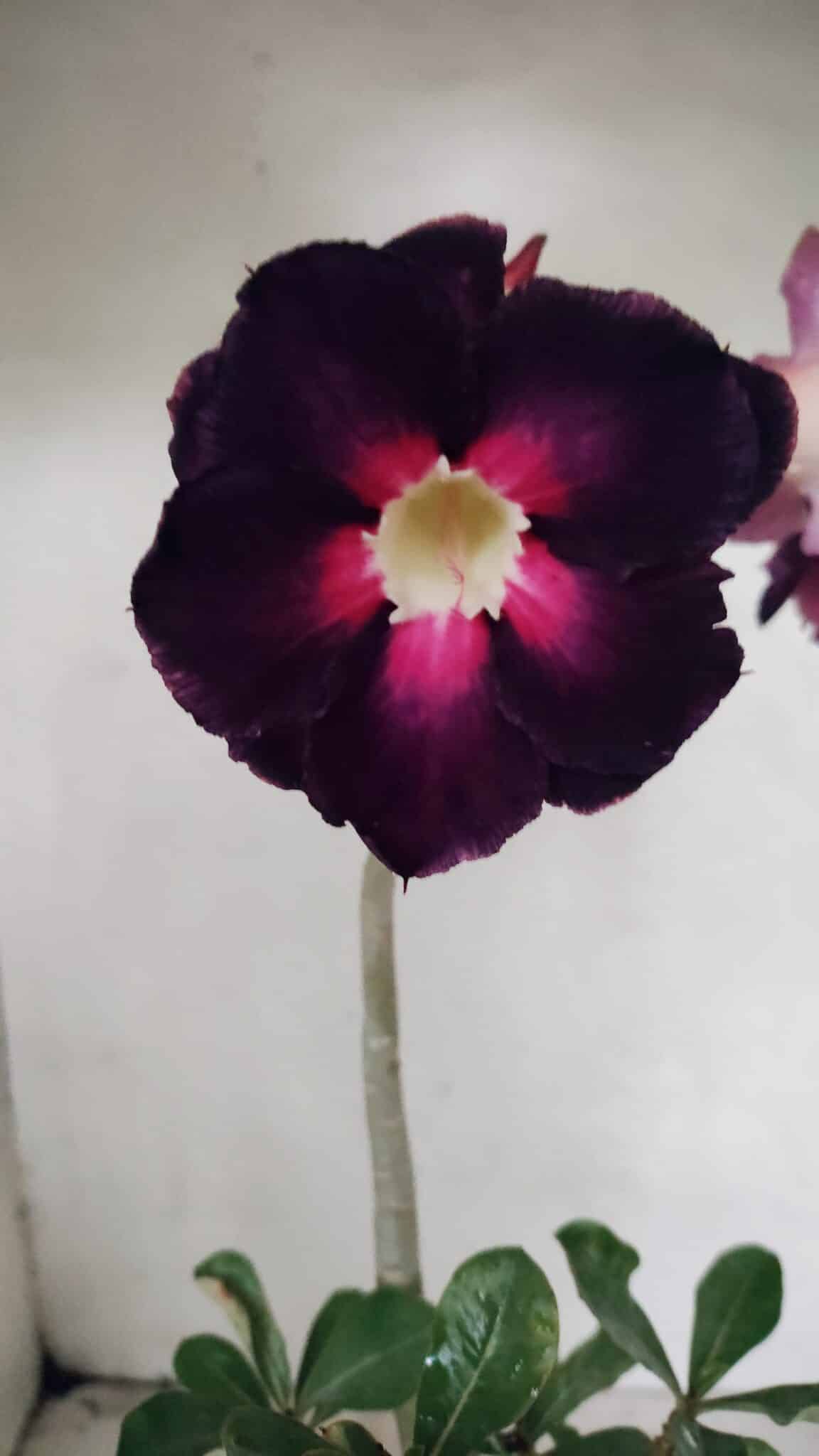Planta Dobrada 3720 – 35cm – 03 anos - foto 3