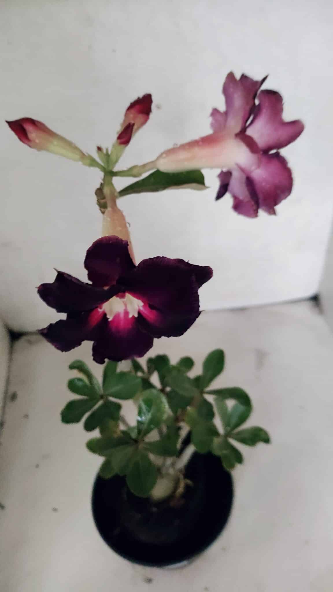 Planta Dobrada 3720 – 35cm – 03 anos - foto 4