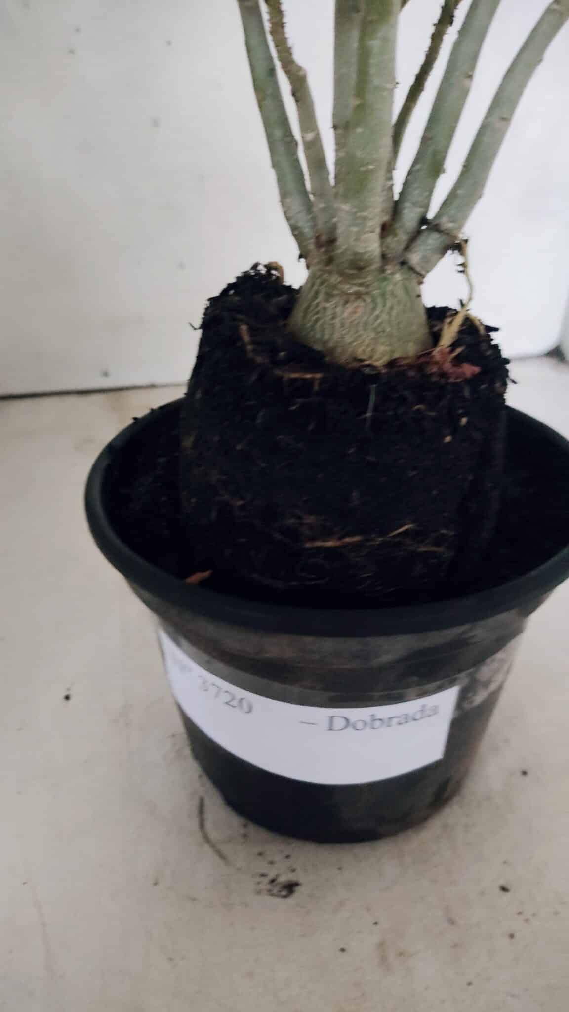Planta Dobrada 3720 – 35cm – 03 anos - foto 6